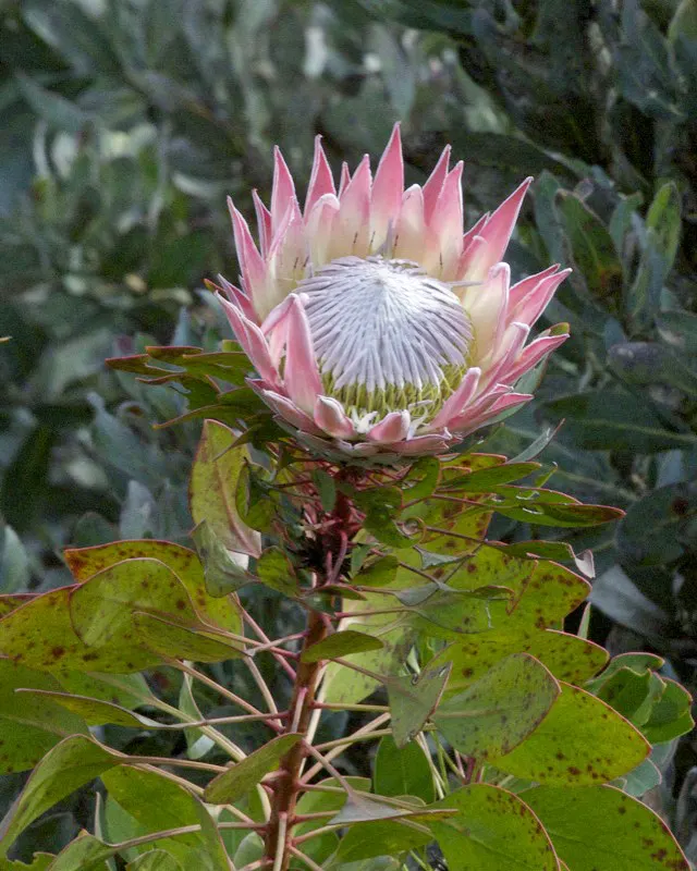 King Or Giant Protea (Protea Cynaroides) — recognized officially as the national flower of South Africa; native to South Africa, this evergreen, image 58