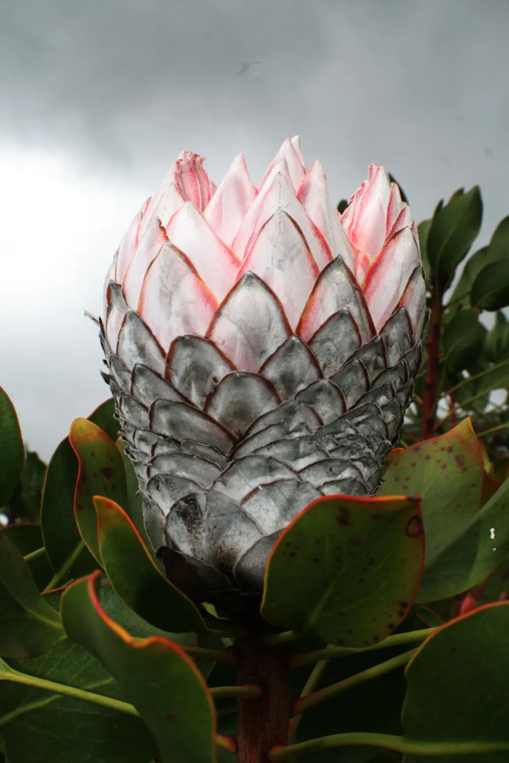 King Or Giant Protea (Protea Cynaroides) — allowing for ample space when incorporated into garden designs; the plant typically attains a height of, image 67