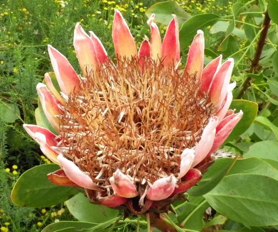 King Or Giant Protea (Protea Cynaroides) — Its striking blooms, reminiscent of artichokes, exhibit pale pink to deep crimson hues; shrub for full, image 79