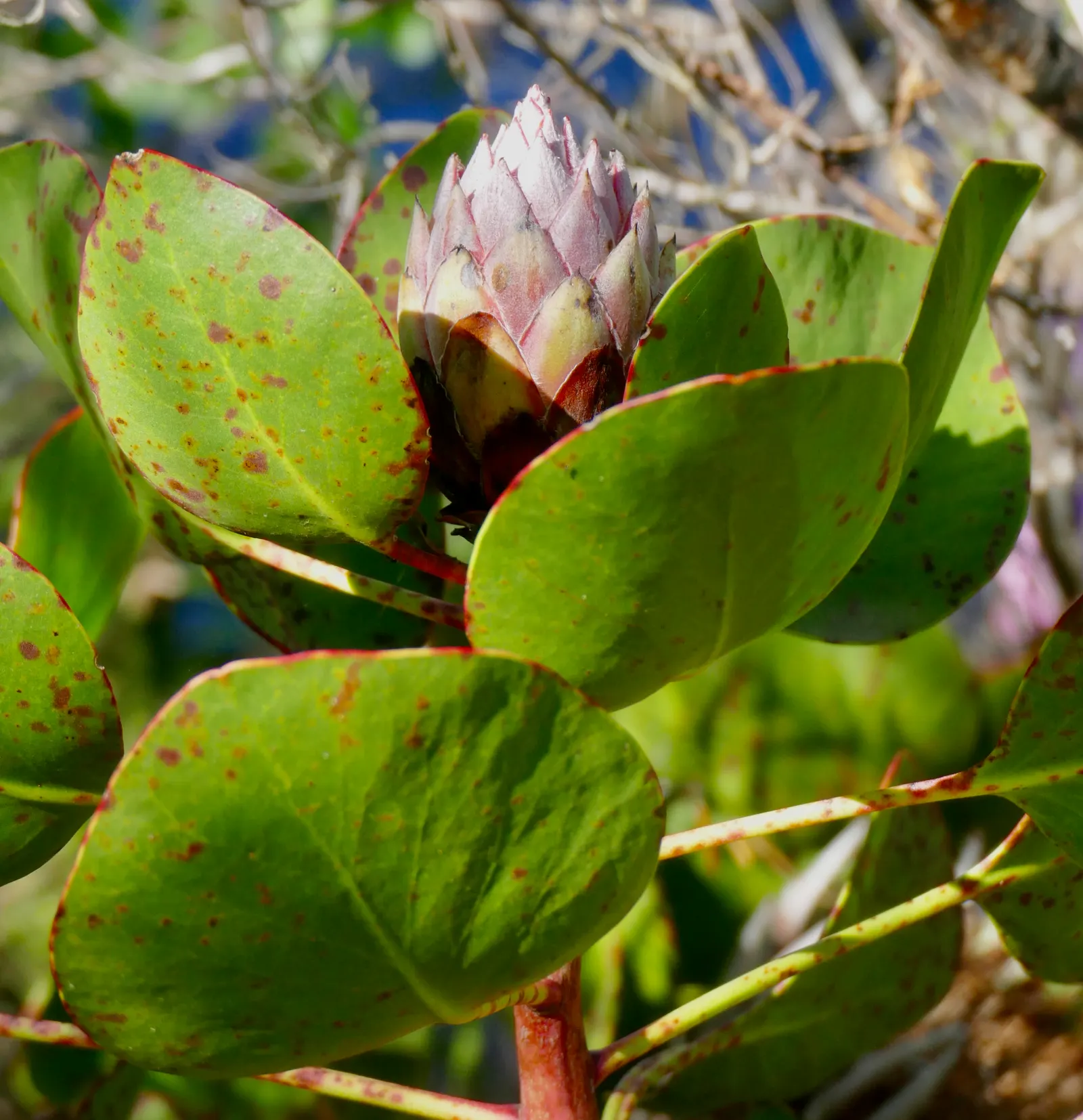 King Or Giant Protea (Protea Cynaroides) — also known as Giant Protea