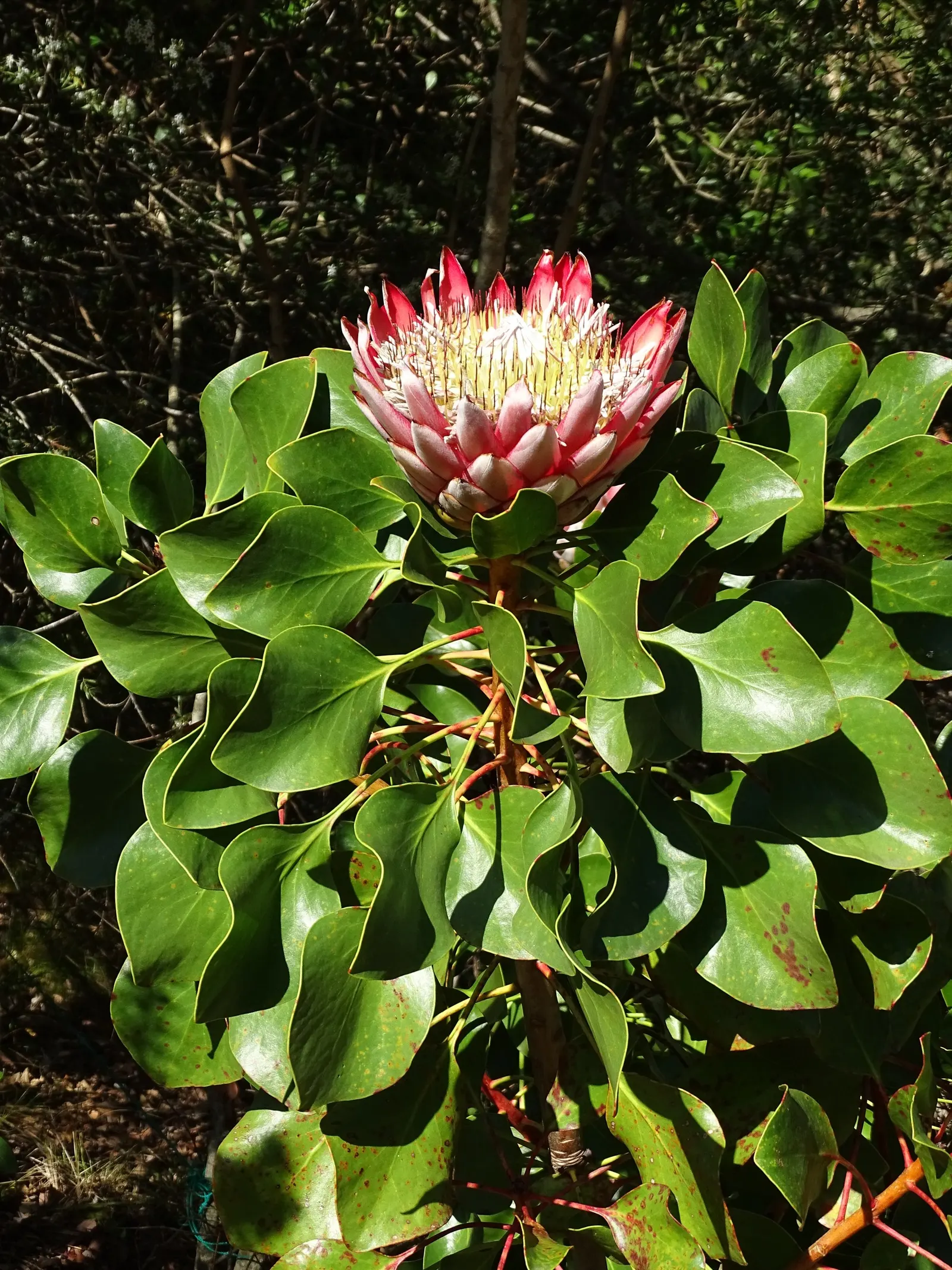King Or Giant Protea (Protea Cynaroides) — Its striking blooms, reminiscent of artichokes, exhibit pale pink to deep crimson hues; shrub for full, image 54