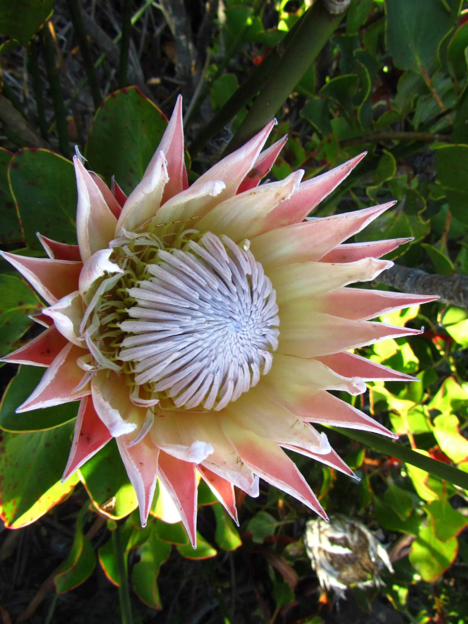 King Or Giant Protea (Protea Cynaroides) — display a crown of pink or crimson bracts that surround a fuzzy; ideal for a focal point in xeriscapes, image 87