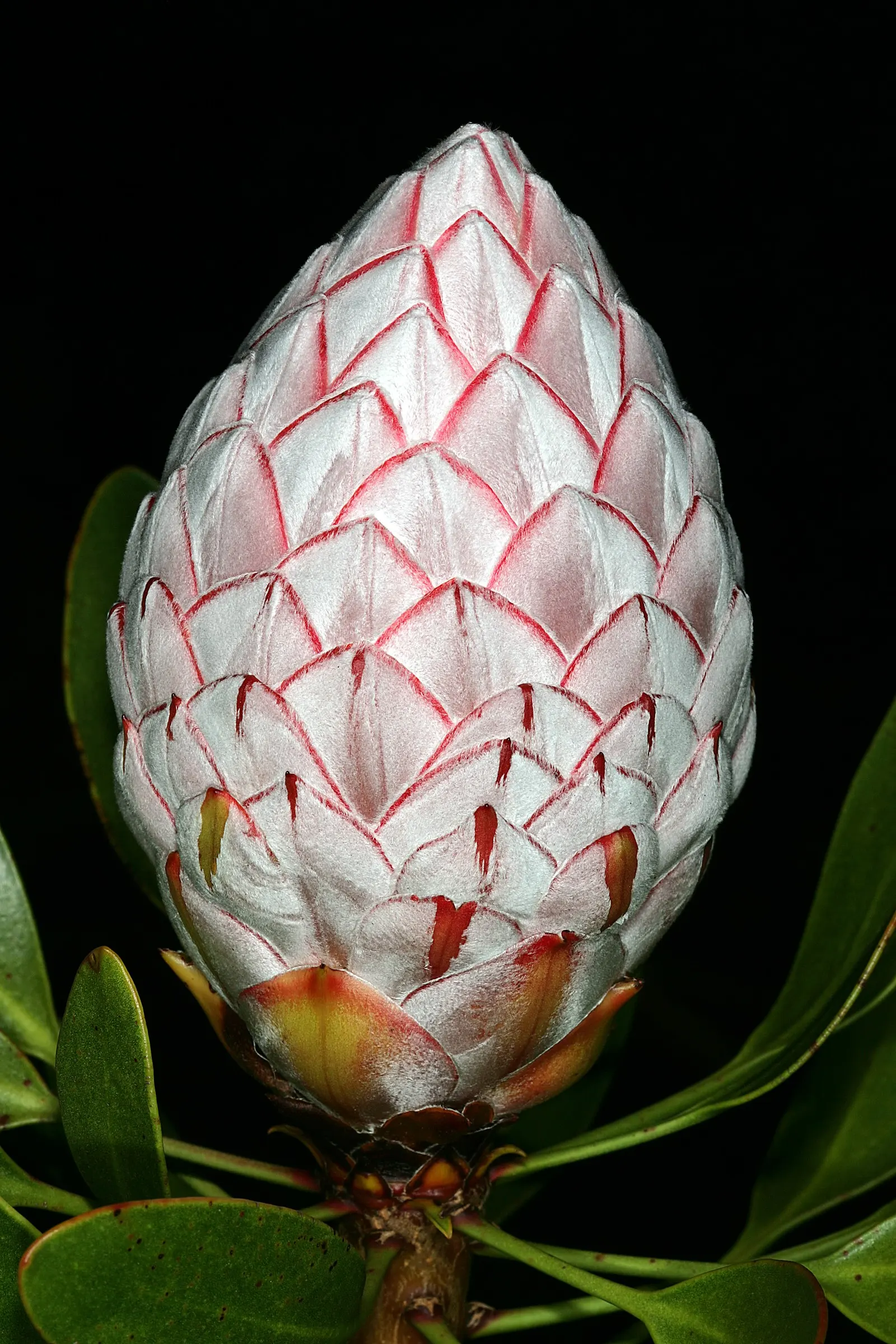 King Or Giant Protea (Protea Cynaroides) — As a landscape architect assistant