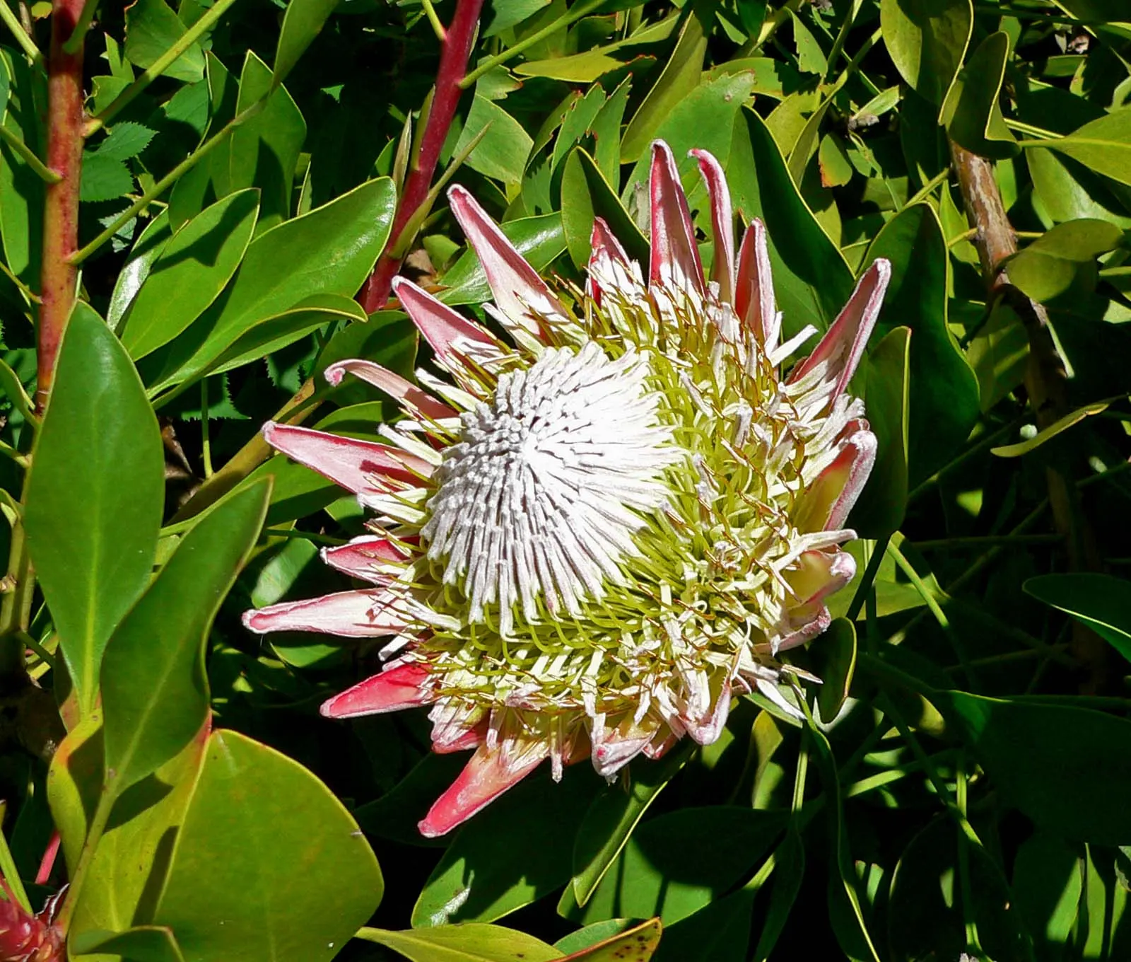 King Or Giant Protea (Protea Cynaroides) — it is important to note that this perennial shrub adds dramatic flair to any garden design due to its, image 85
