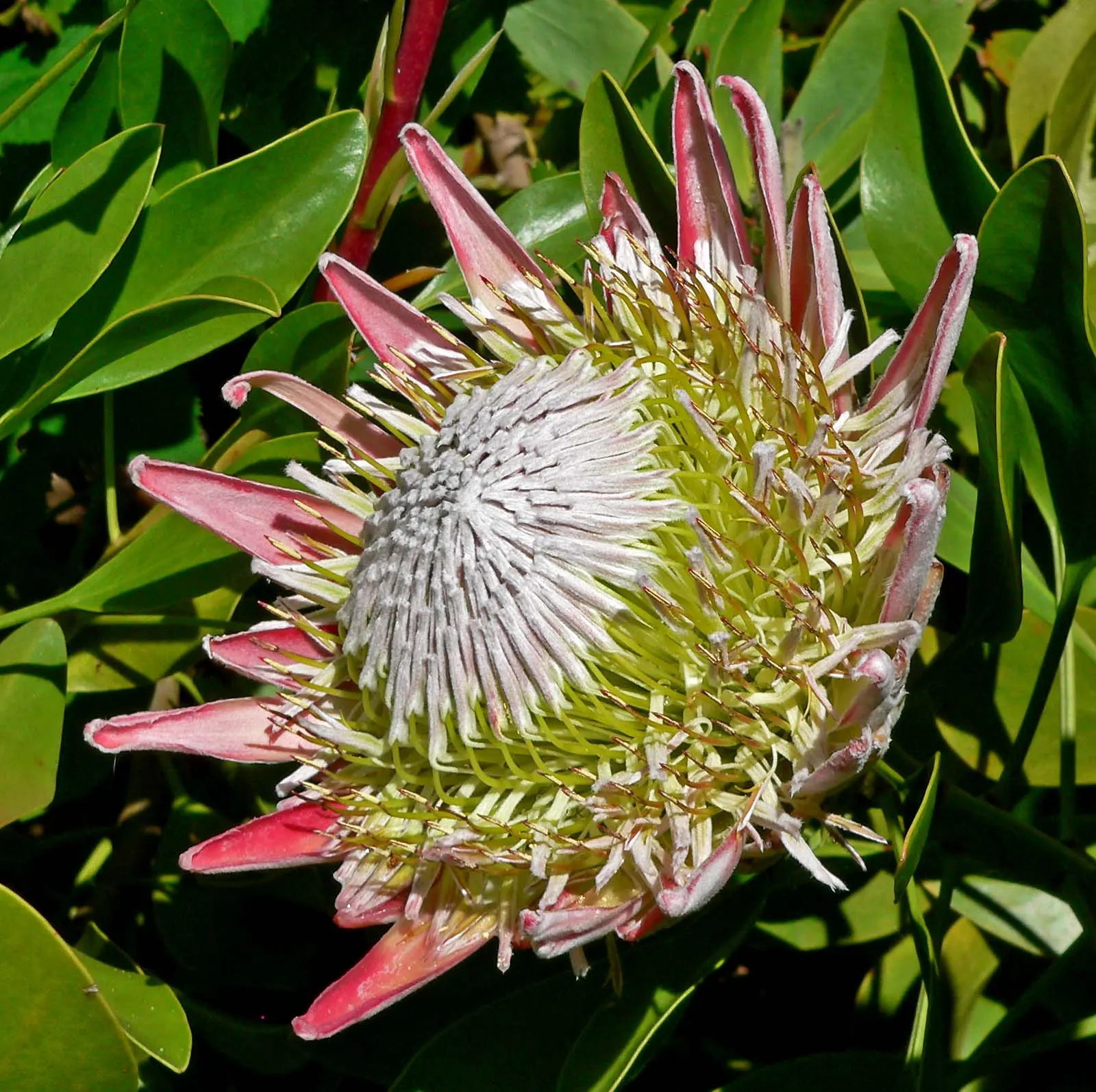 King Or Giant Protea (Protea Cynaroides) — recognized officially as the national flower of South Africa
