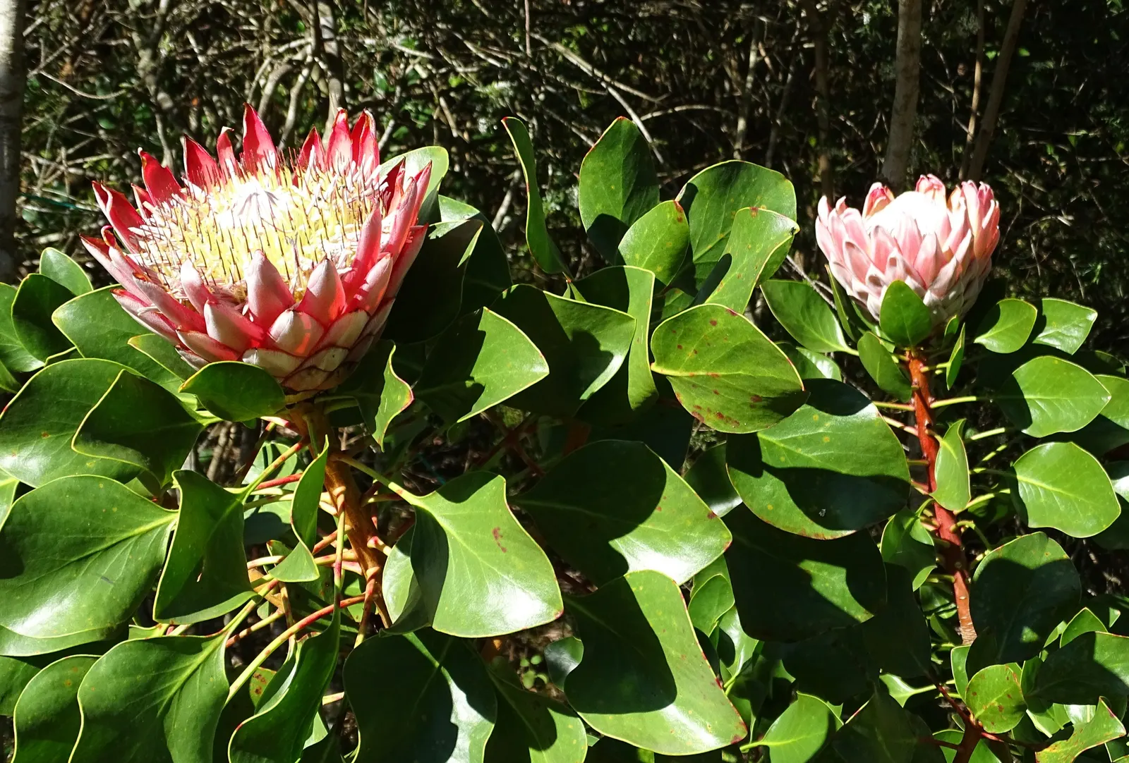 King Or Giant Protea (Protea Cynaroides) — making it a suitable choice for xeriscaping; preferring full sun and well-draining soil, it's, image 94