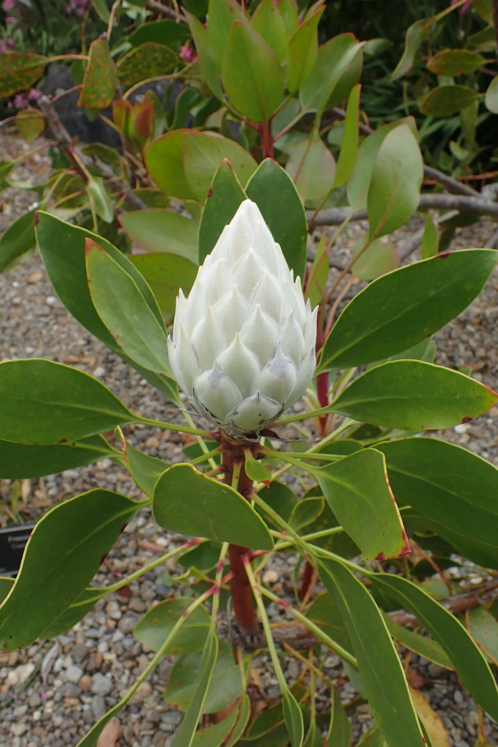 King Or Giant Protea (Protea Cynaroides) — also known as Giant Protea; its striking blooms, reminiscent of artichokes, exhibit pale pink to deep, image 51
