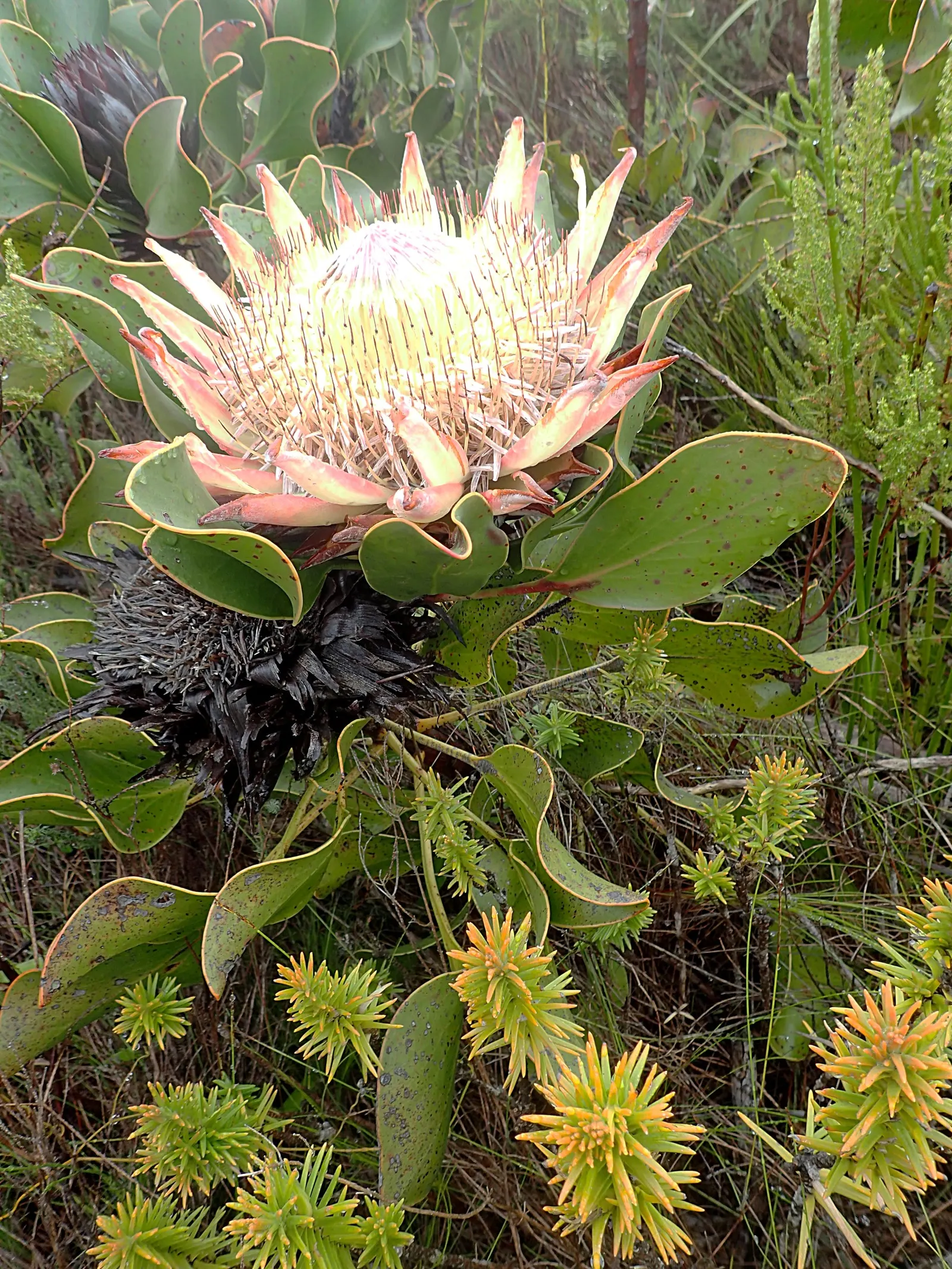 King Or Giant Protea (Protea Cynaroides) — Native to South Africa, this evergreen shrub typically reaches 3 to 4 feet in height and spread, image 103