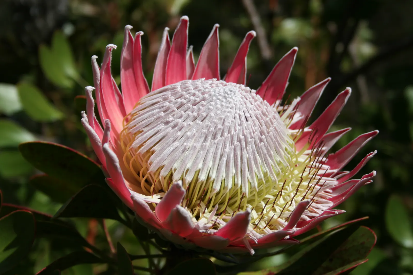 King Or Giant Protea (Protea Cynaroides) — Ideal for a focal point in xeriscapes; the King Protea thrives in well-drained