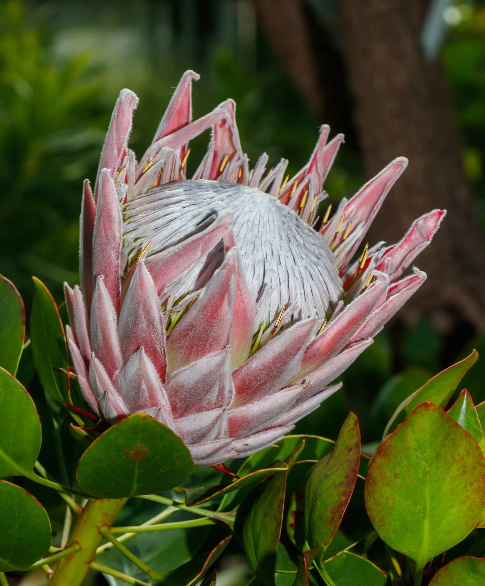 King Or Giant Protea (Protea Cynaroides) — The plant typically attains a height of 3 to 4 feet with a similar spread; as a landscape architect assistant