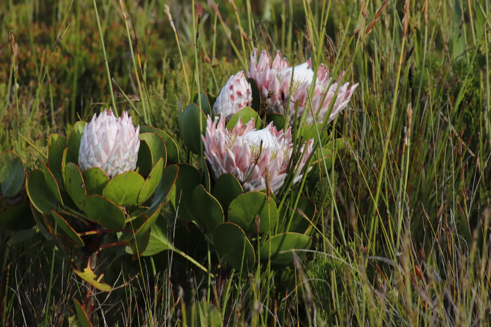 King Or Giant Protea (Protea Cynaroides) — As a landscape architect assistant; it is important to note that this perennial shrub adds dramatic, image 59