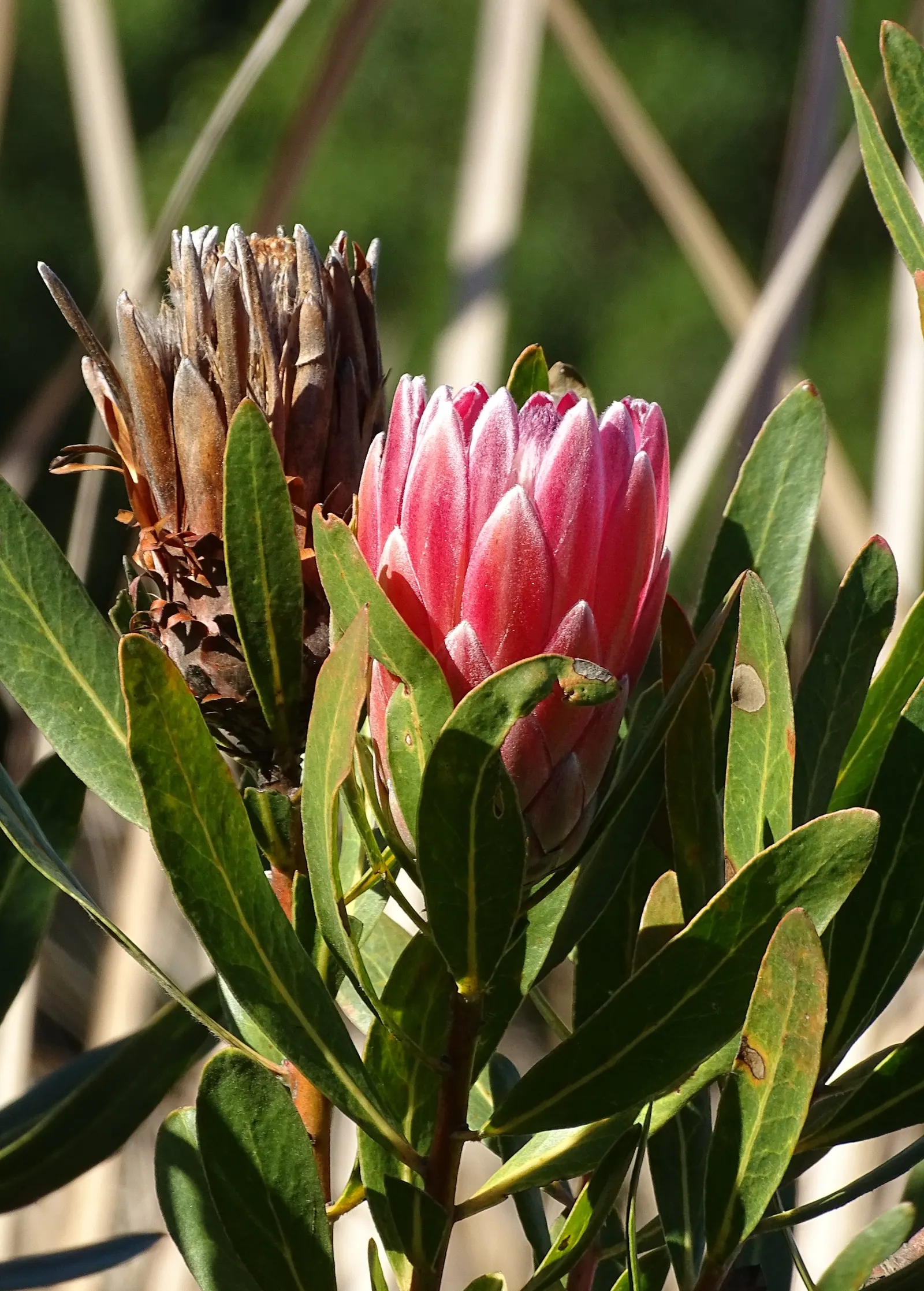 King Or Giant Protea (Protea Cynaroides) — Preferring full sun and well-draining soil, it's drought-tolerant once established and frost-sensitive, image 55