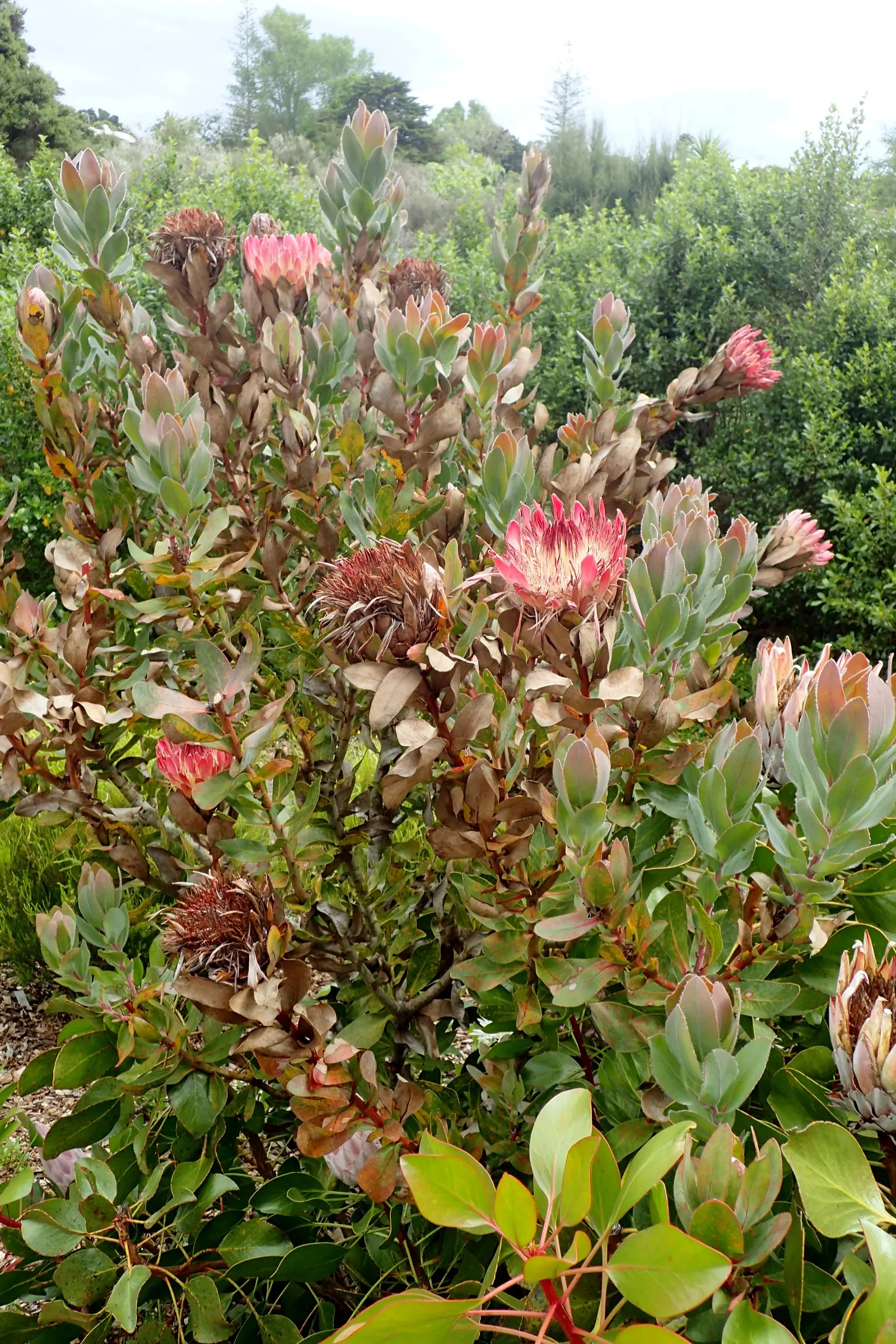 King Or Giant Protea (Protea Cynaroides) — The King Protea (Protea cynaroides) is a magnificent and distinctive plant; pruning is recommended to, image 82
