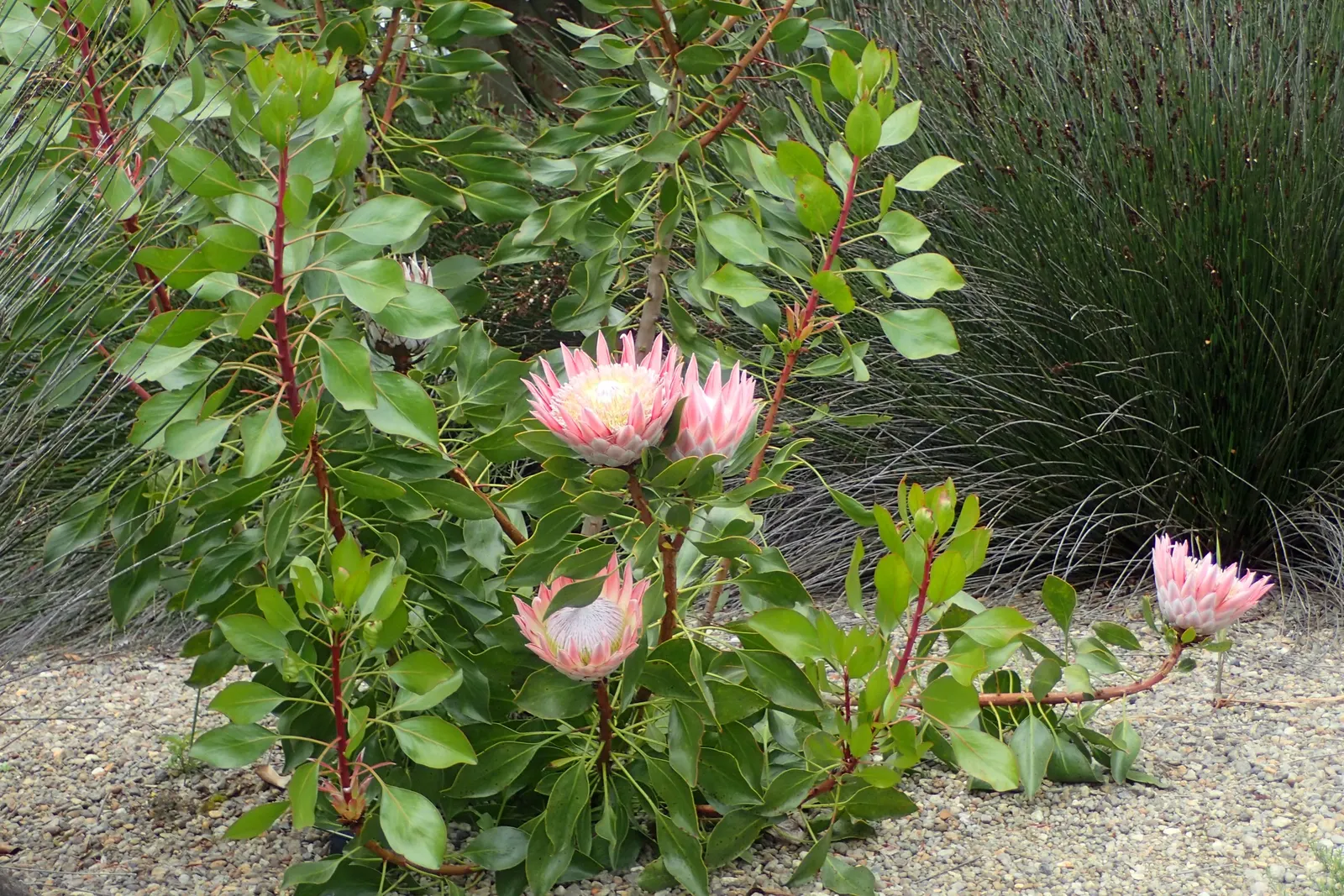 King Or Giant Protea (Protea Cynaroides) — When integrating into a garden; also known as Giant Protea, image 72