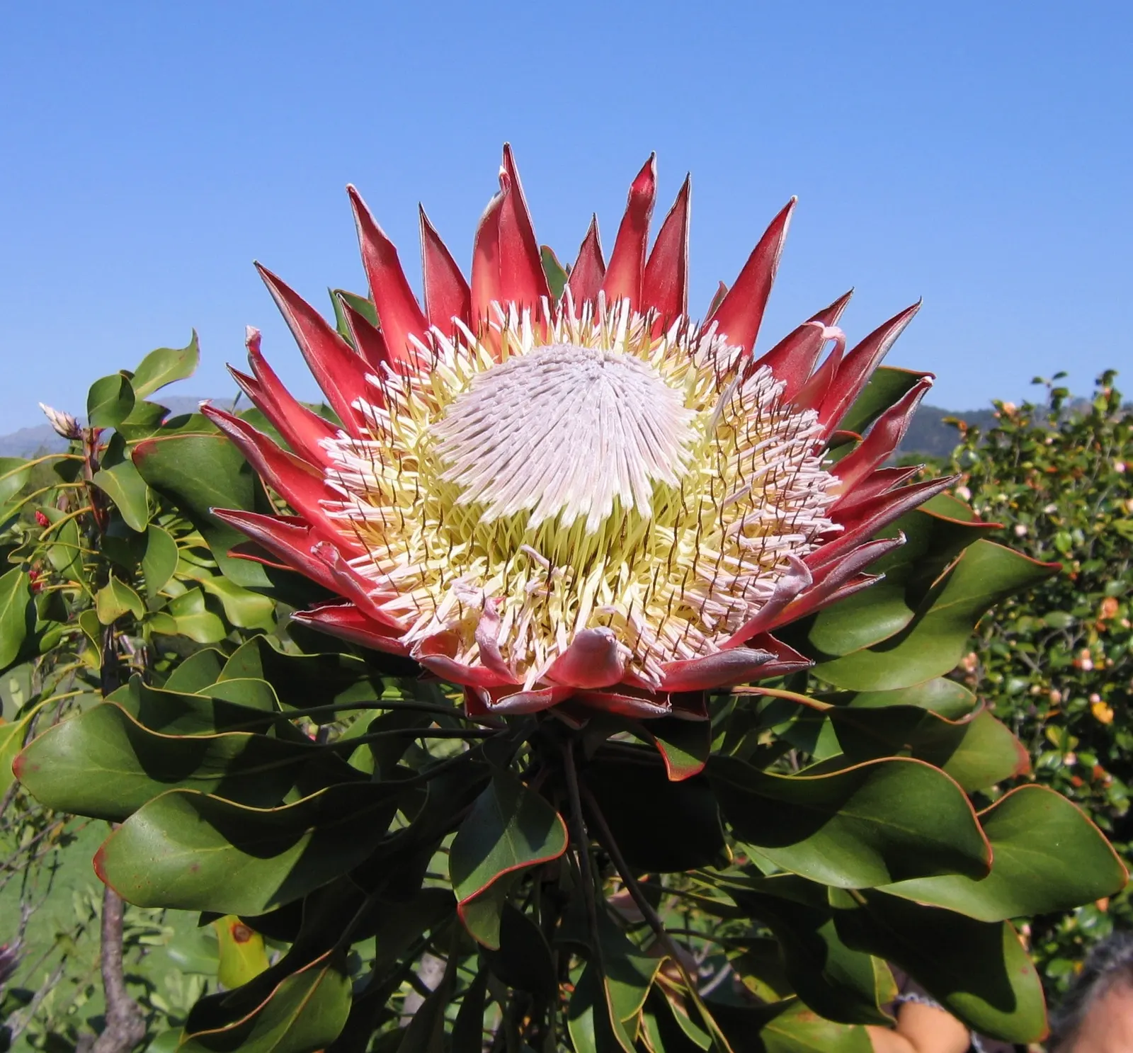 King Or Giant Protea (Protea Cynaroides) — The King Protea (Protea cynaroides) is a magnificent and distinctive plant; pruning is recommended to, image 107