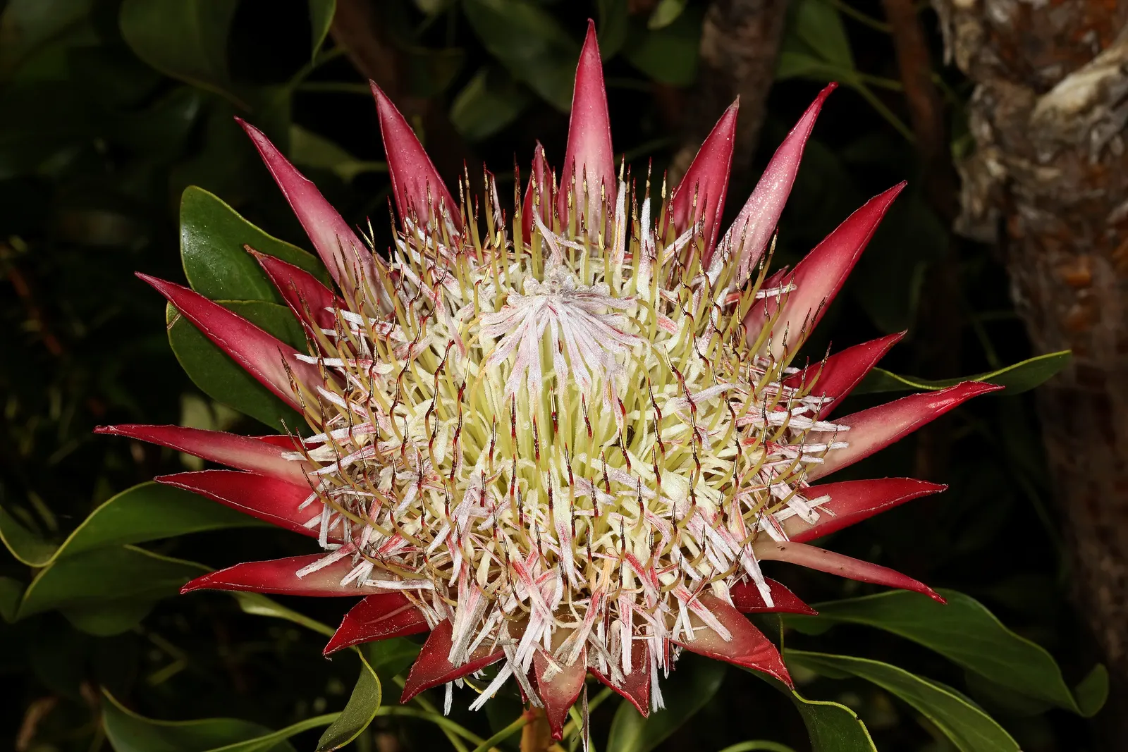 King Or Giant Protea (Protea Cynaroides) — The plant typically attains a height of 3 to 4 feet with a similar spread; as a landscape architect, image 66