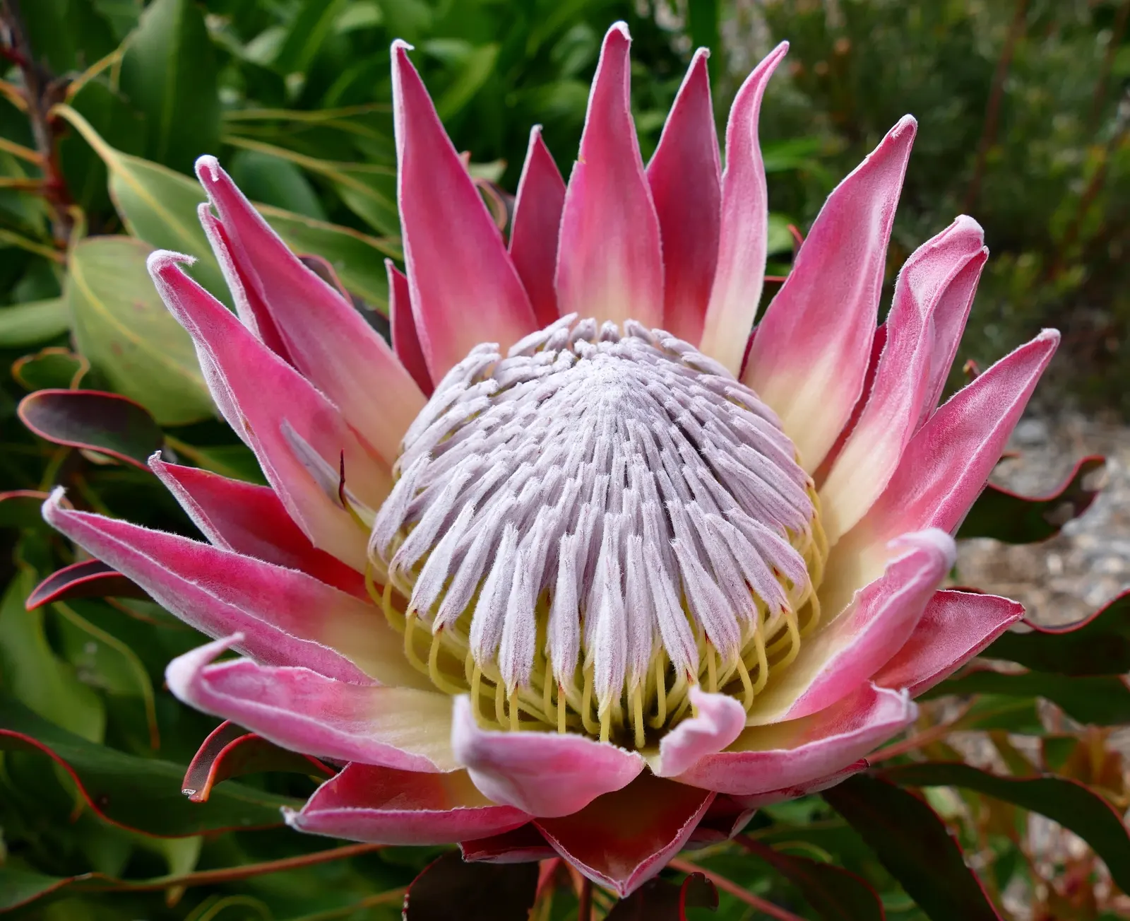 King Or Giant Protea (Protea Cynaroides) — giving the impression of a regal scepter.<br><br>Ideal for USDA hardiness zones 8 to 11