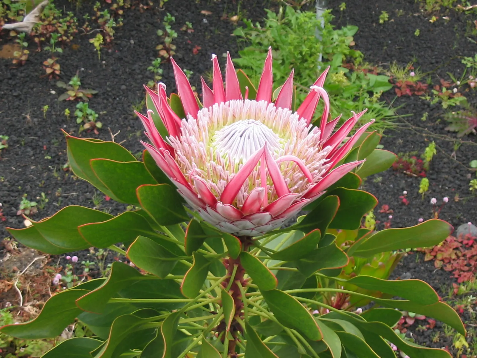 King Or Giant Protea (Protea Cynaroides) — it is important to note that this perennial shrub adds dramatic flair to any garden design due to its, image 110