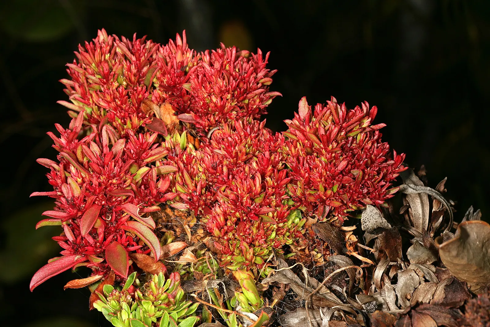 King Or Giant Protea (Protea Cynaroides) — Ideal for a focal point in xeriscapes; the King Protea thrives in well-drained, image 106