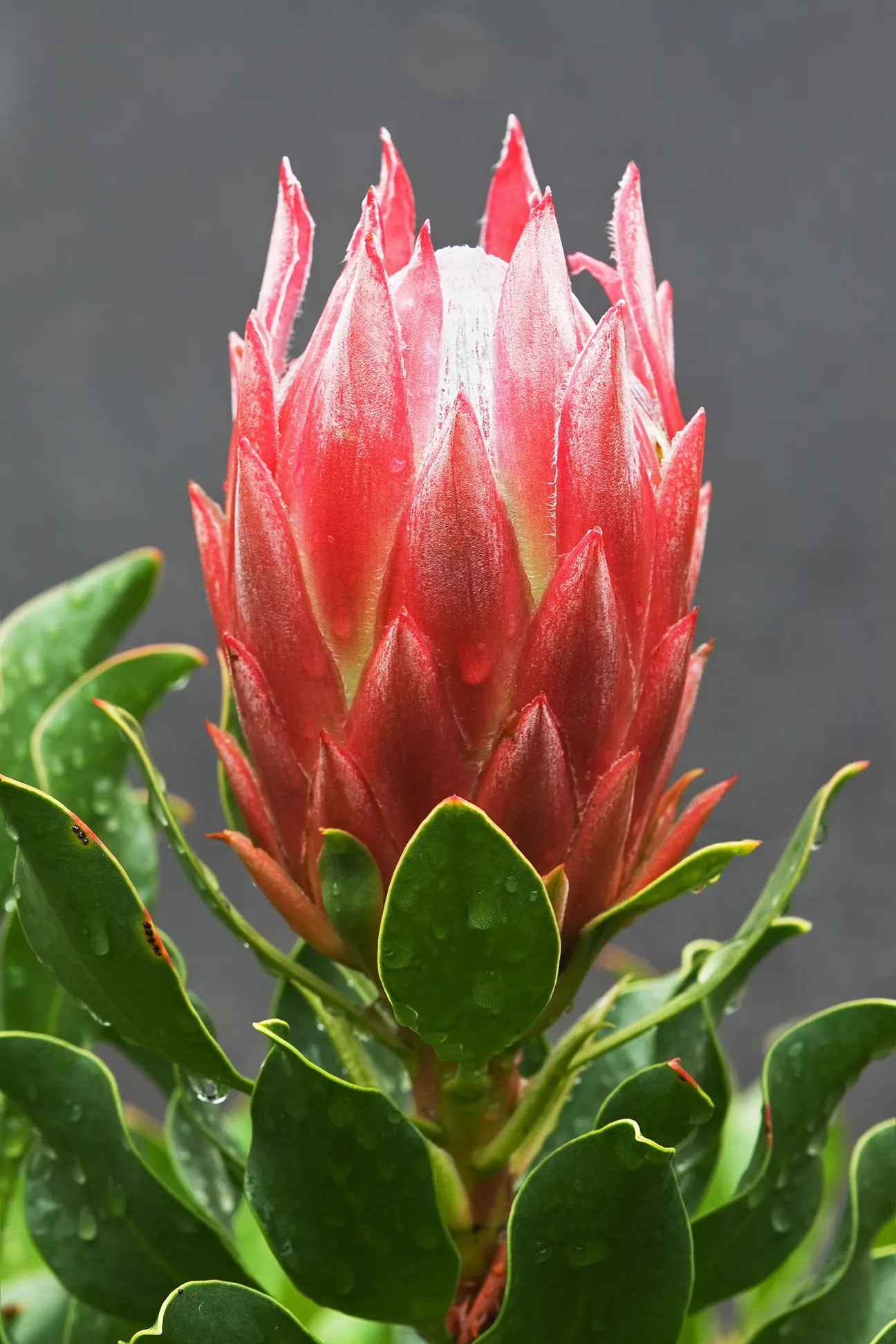 King Or Giant Protea (Protea Cynaroides) — When integrating into a garden; also known as Giant Protea, image 97
