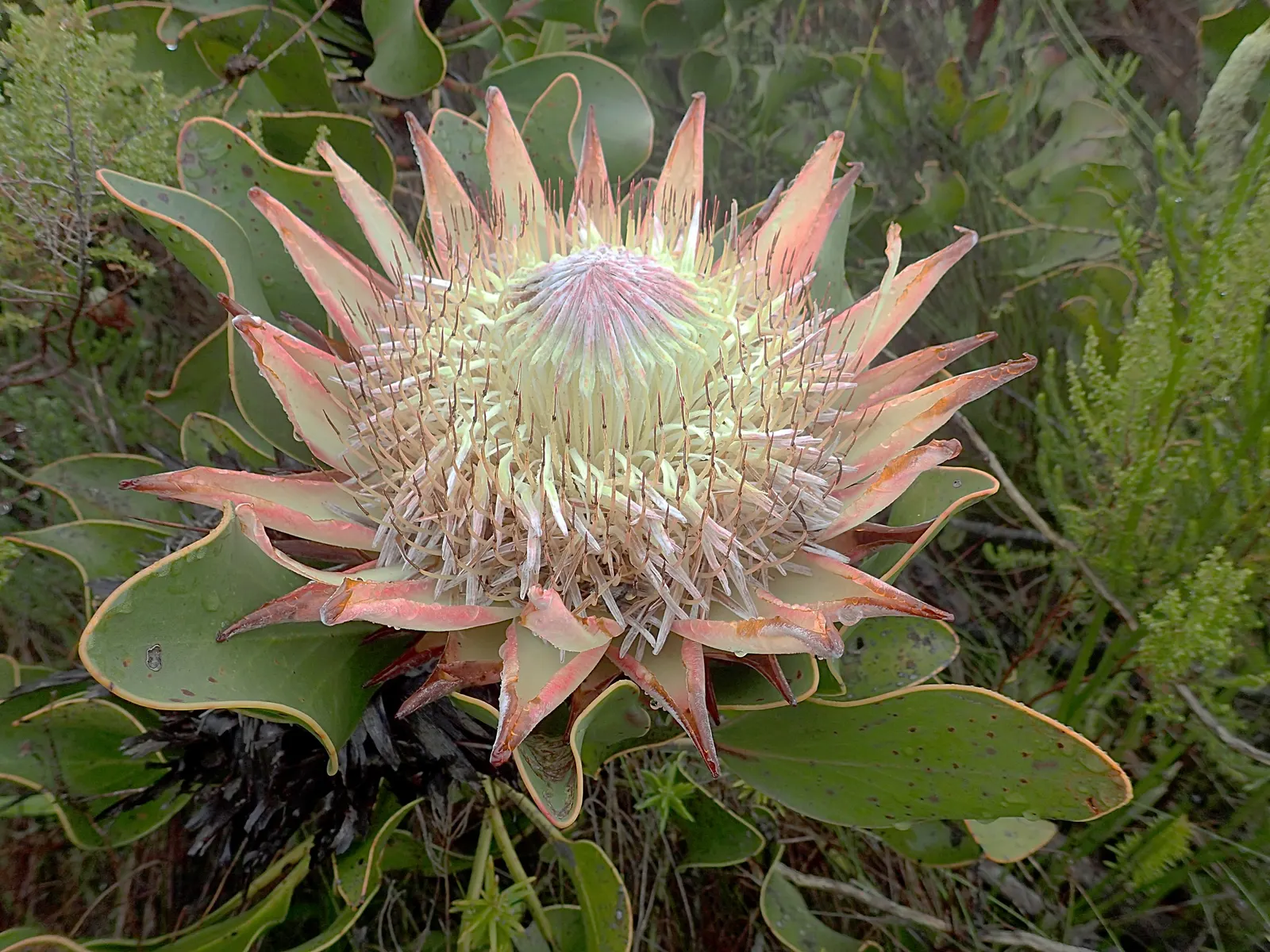 King Or Giant Protea (Protea Cynaroides) — shrub for full; when integrating into a garden, image 75