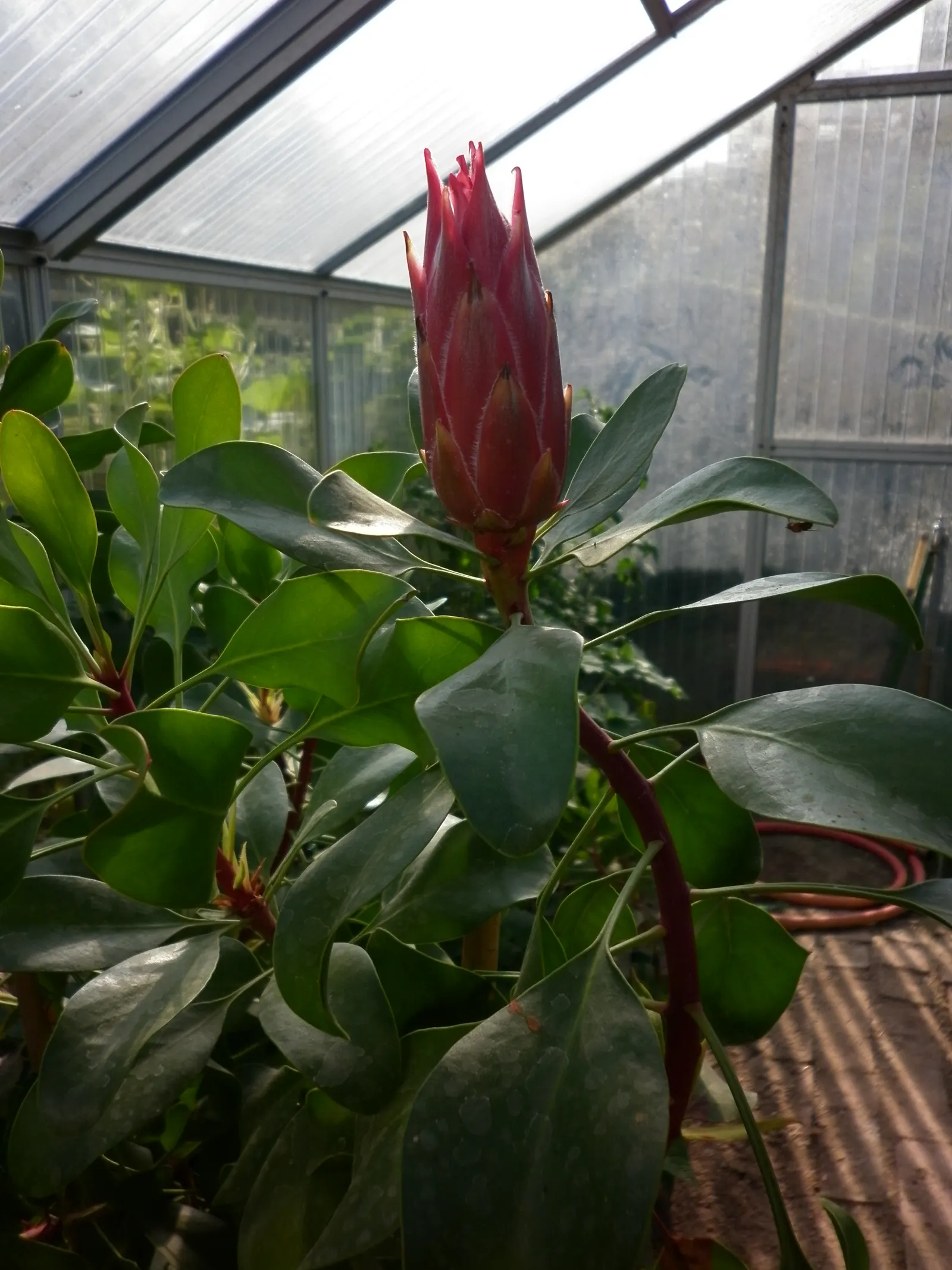 King Or Giant Protea (Protea Cynaroides) — When integrating into a garden; also known as Giant Protea