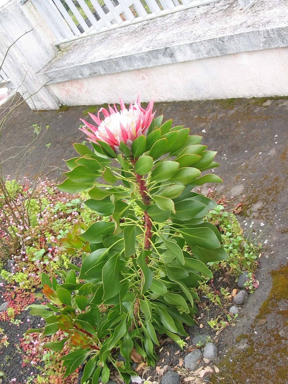 King Or Giant Protea (Protea Cynaroides) — The plant typically attains a height of 3 to 4 feet with a similar spread