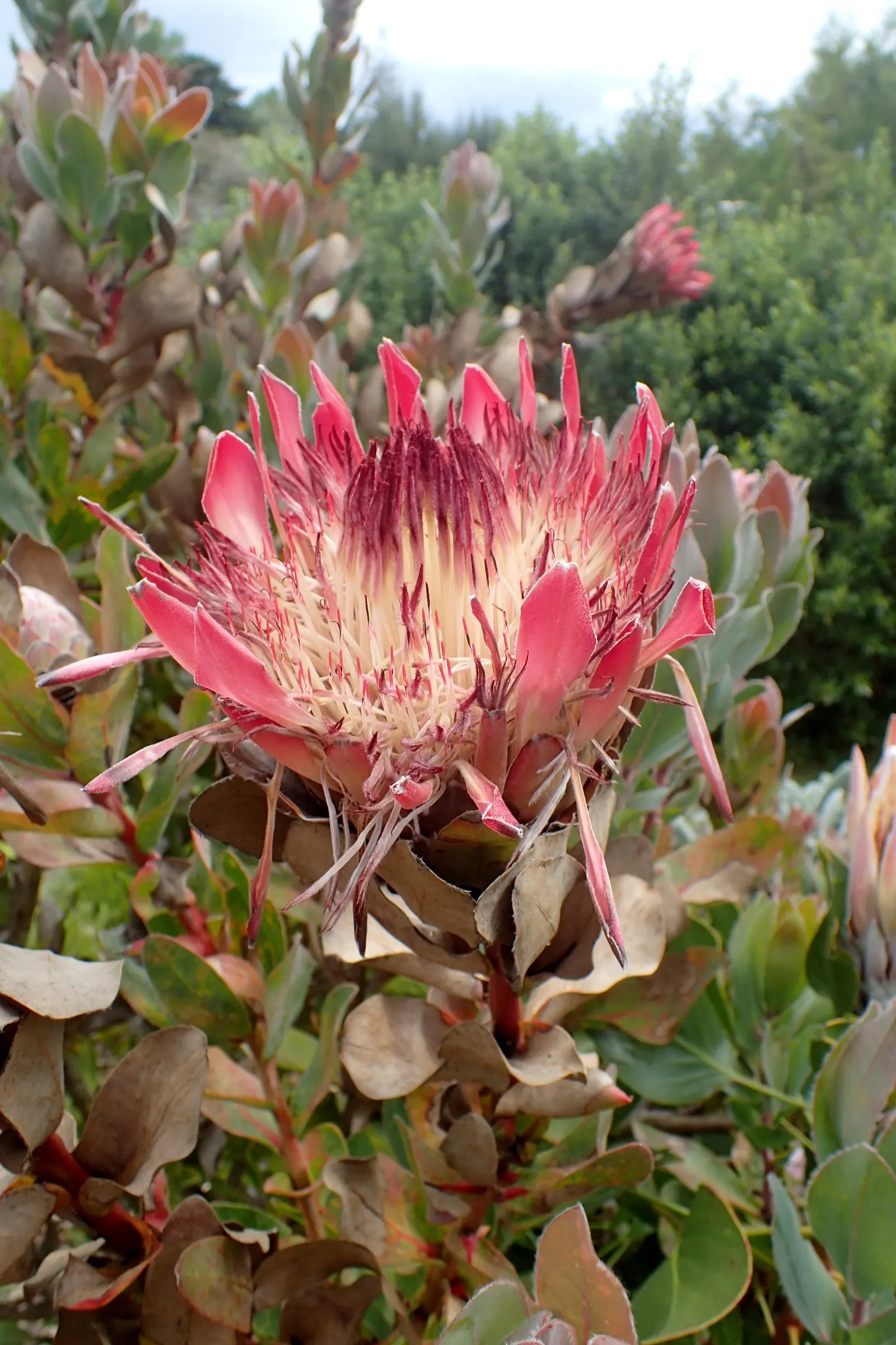 King Or Giant Protea (Protea Cynaroides) — shrub with yellow blooms; acidic soil with full sunlight exposure, image 74