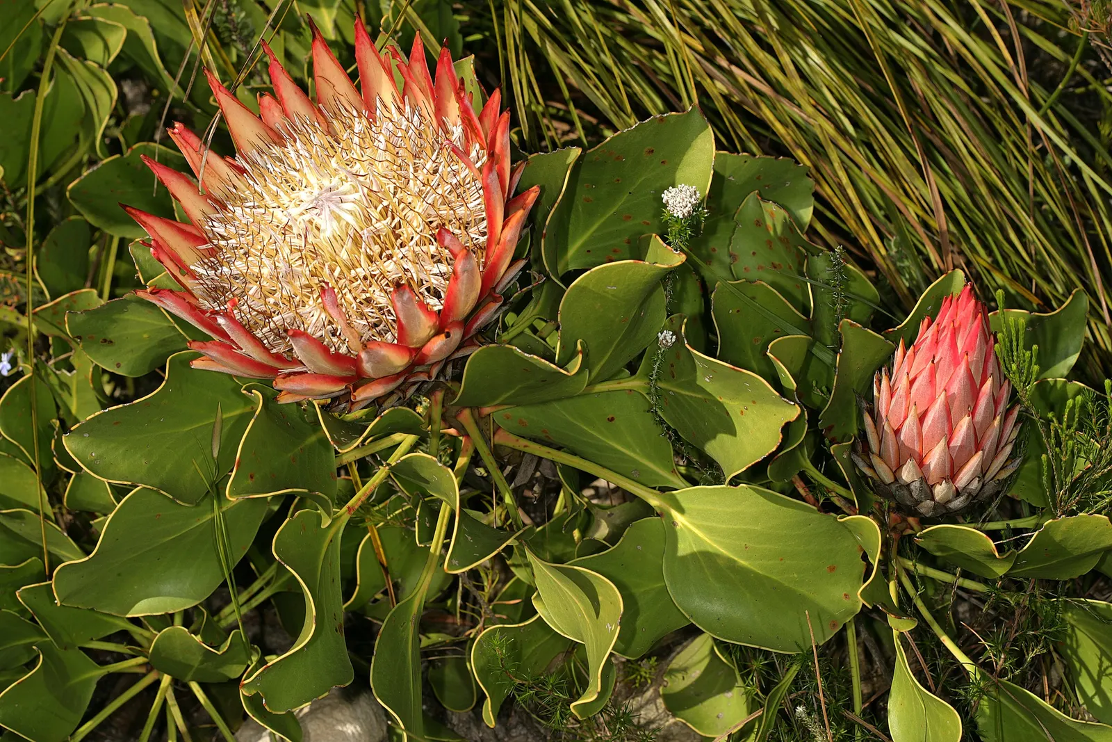 King Or Giant Protea (Protea Cynaroides) — However, protection from frost is crucial to prevent damage to its blooms and foliage; display a crown of pink or