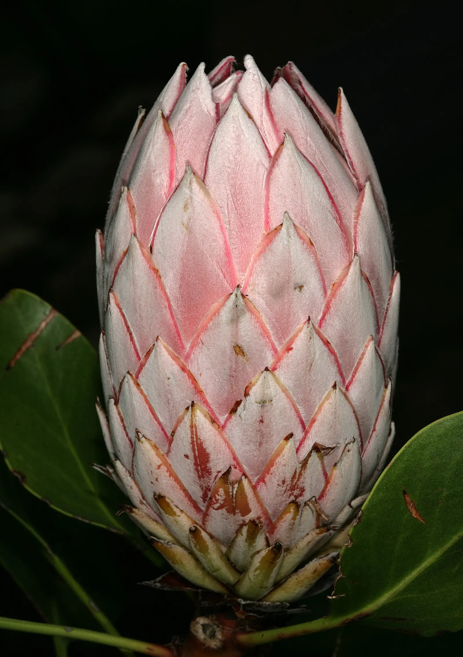 King Or Giant Protea (Protea Cynaroides) — also known as Giant Protea; its striking blooms, reminiscent of artichokes, exhibit pale pink to deep, image 76