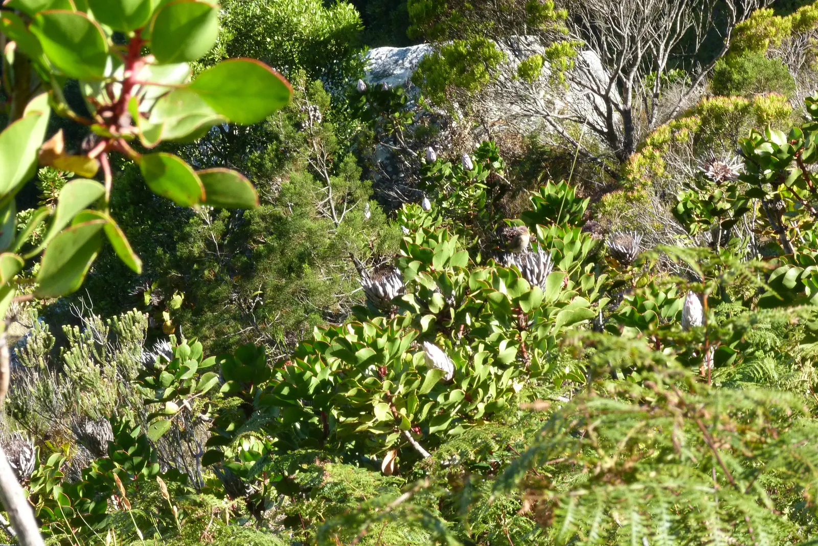 King Or Giant Protea (Protea Cynaroides) — boasts the largest flower head in its genus with diameters up to 12 inches