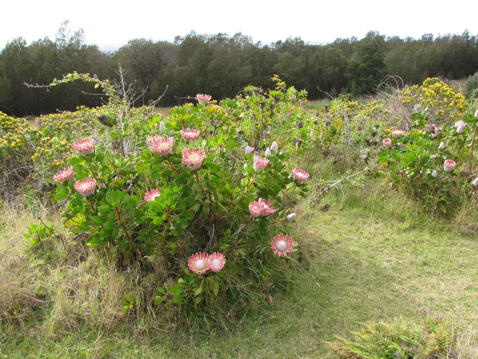 King Or Giant Protea (Protea Cynaroides) — Pruning is recommended to remove spent flowers and encourage further blooming; making it a suitable, image 71