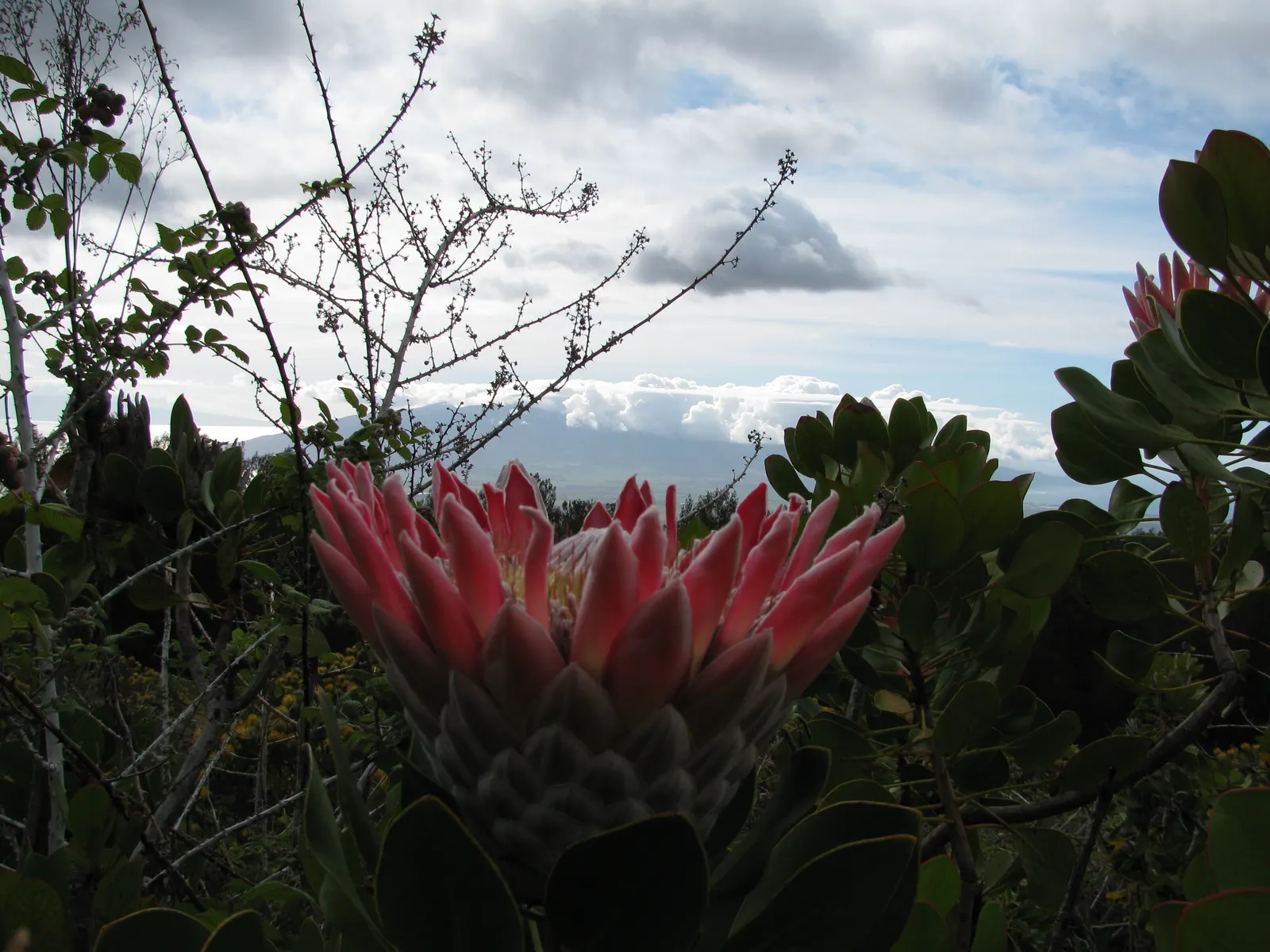 King Or Giant Protea (Protea Cynaroides) — The King Protea (Protea cynaroides) is a magnificent and distinctive plant