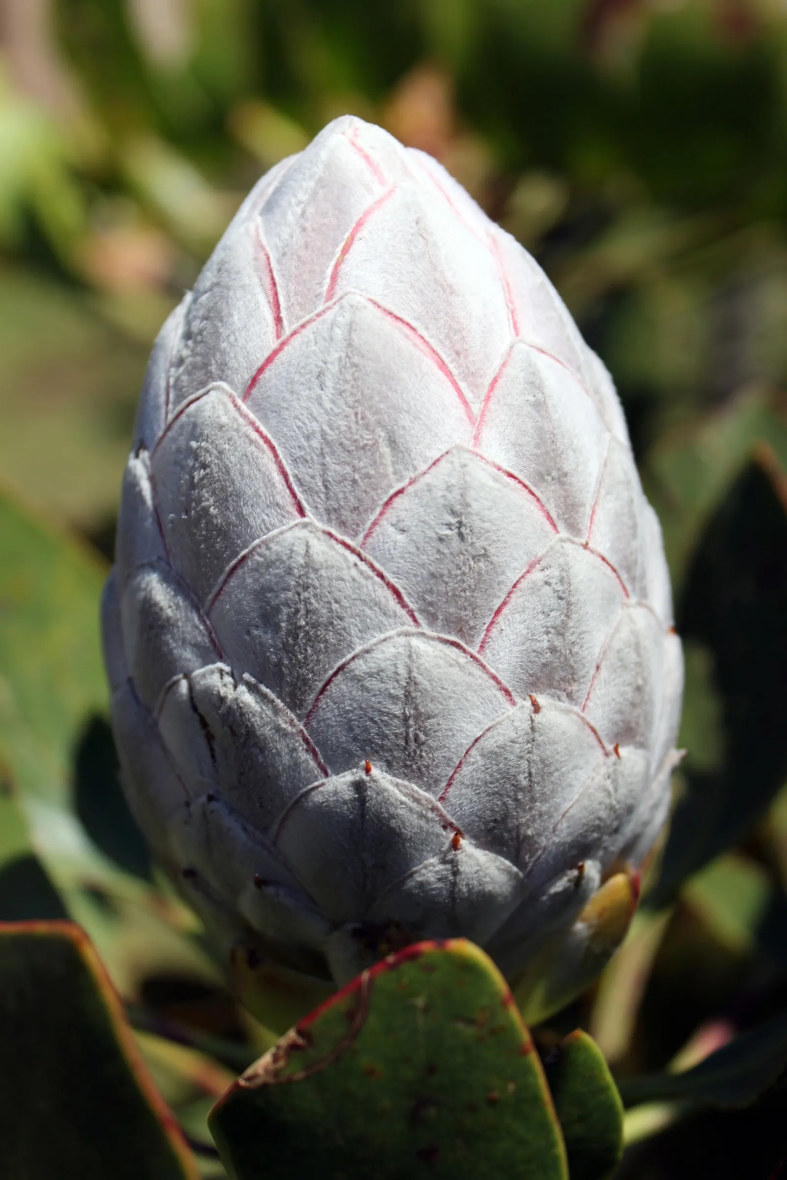 King Or Giant Protea (Protea Cynaroides) — When integrating into a garden