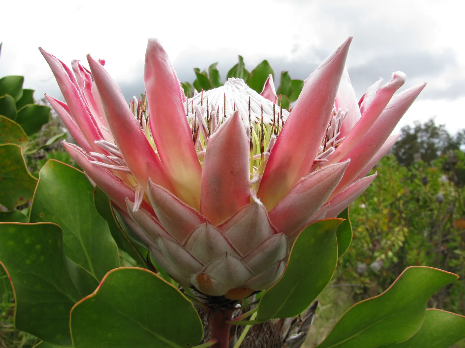 King Or Giant Protea (Protea Cynaroides) — acidic soil with full sunlight exposure; boasts the largest flower head in its genus with diameters up, image 90