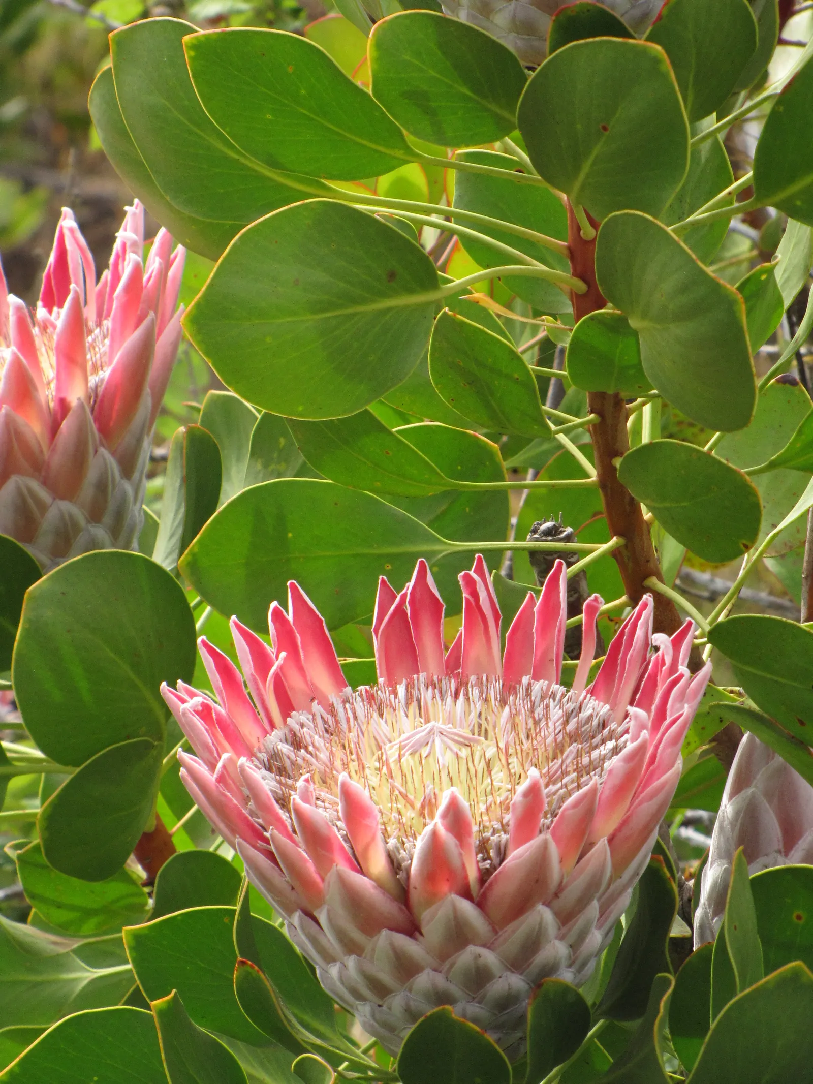 King Or Giant Protea (Protea Cynaroides) — As a landscape architect assistant; it is important to note that this perennial shrub adds dramatic, image 109