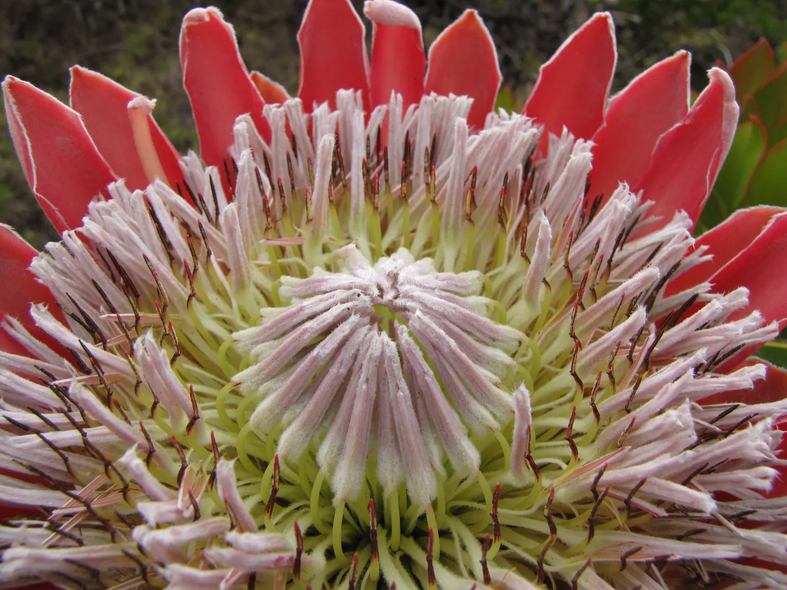 King Or Giant Protea (Protea Cynaroides) — it is important to note that this perennial shrub adds dramatic flair to any garden design due to its, image 60