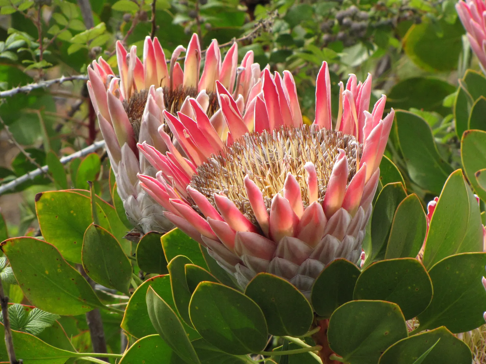King Or Giant Protea (Protea Cynaroides) — Ideal for a focal point in xeriscapes