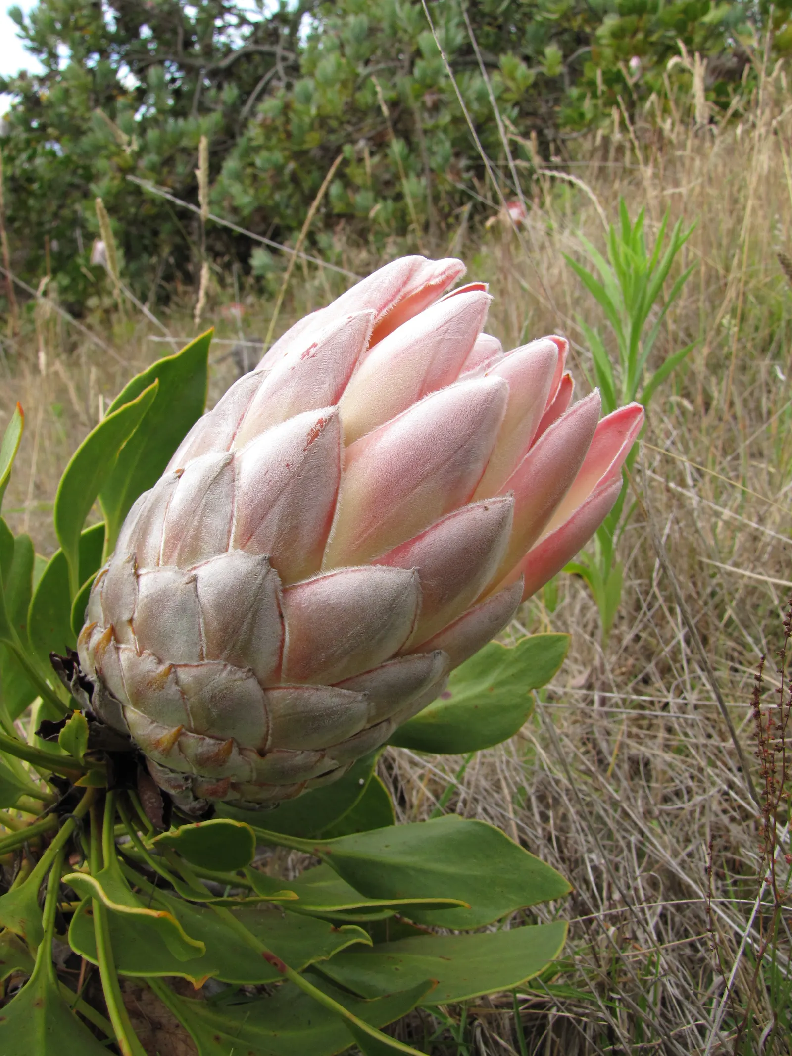 King Or Giant Protea (Protea Cynaroides) — The King Protea (Protea cynaroides) is a magnificent and distinctive plant; pruning is recommended to, image 57