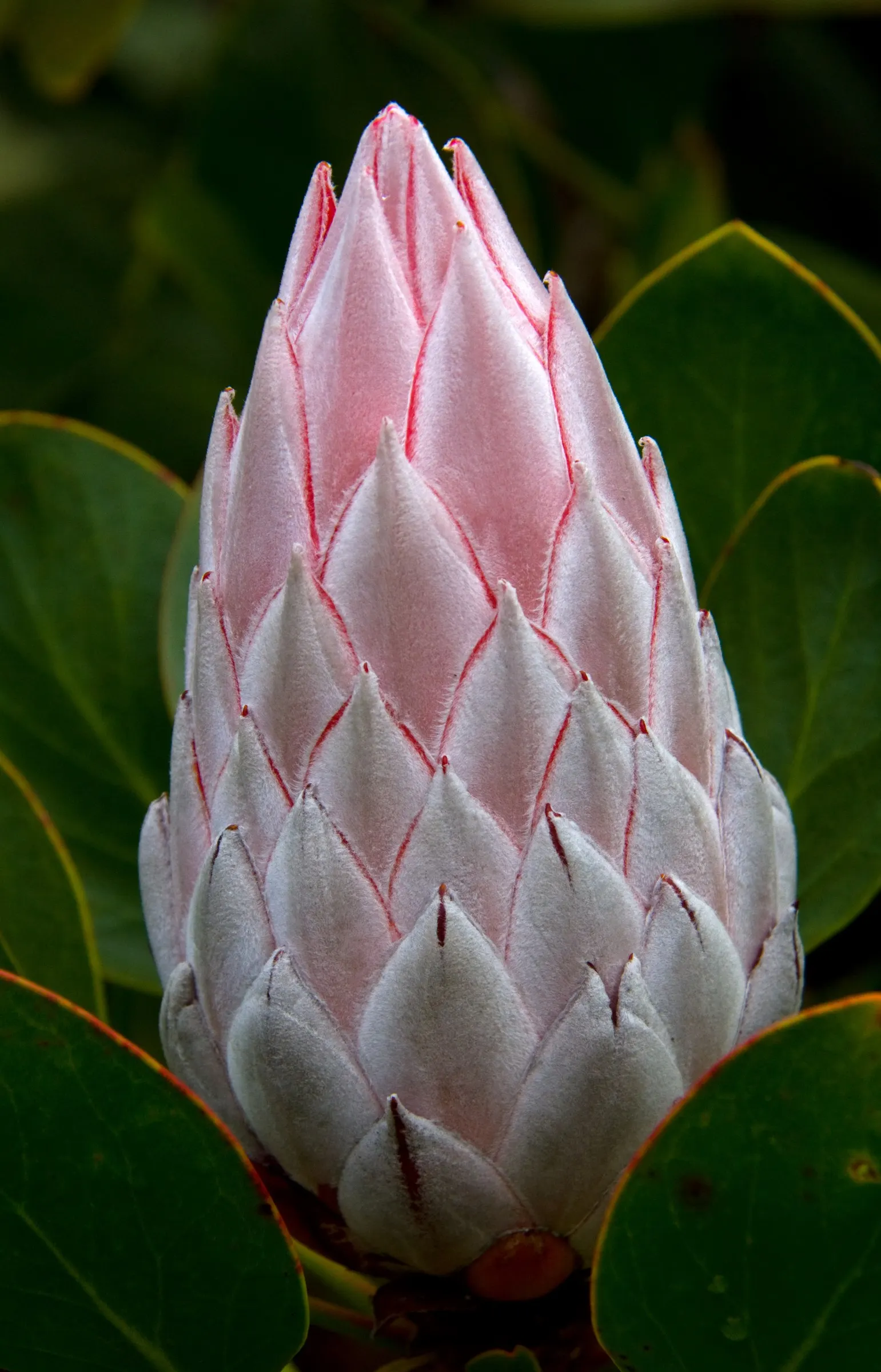 King Or Giant Protea (Protea Cynaroides) — shrub for full