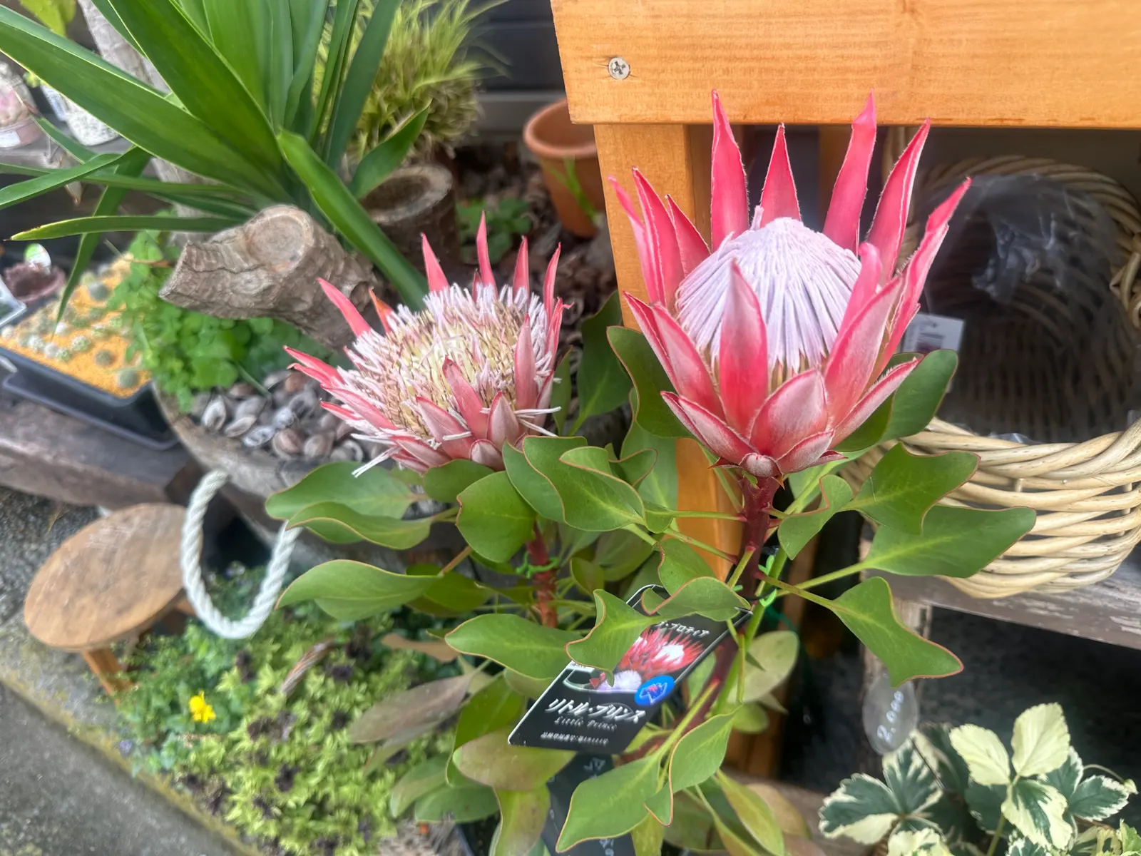 King Or Giant Protea (Protea Cynaroides) — also known as Giant Protea; its striking blooms, reminiscent of artichokes, exhibit pale pink to deep, image 101