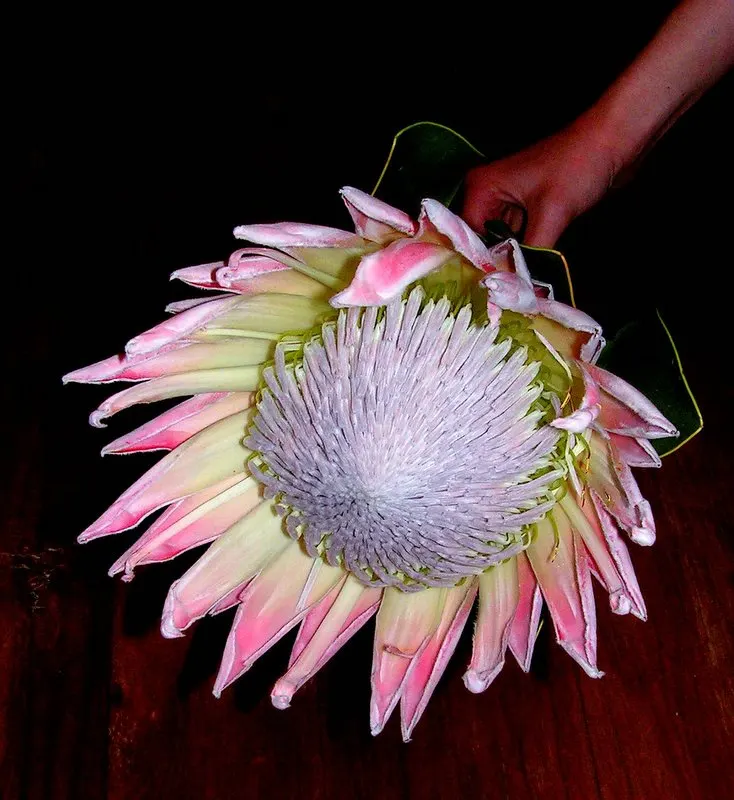 King Or Giant Protea (Protea Cynaroides) — boasts the largest flower head in its genus with diameters up to 12 inches; often reaching up to 12, image 52