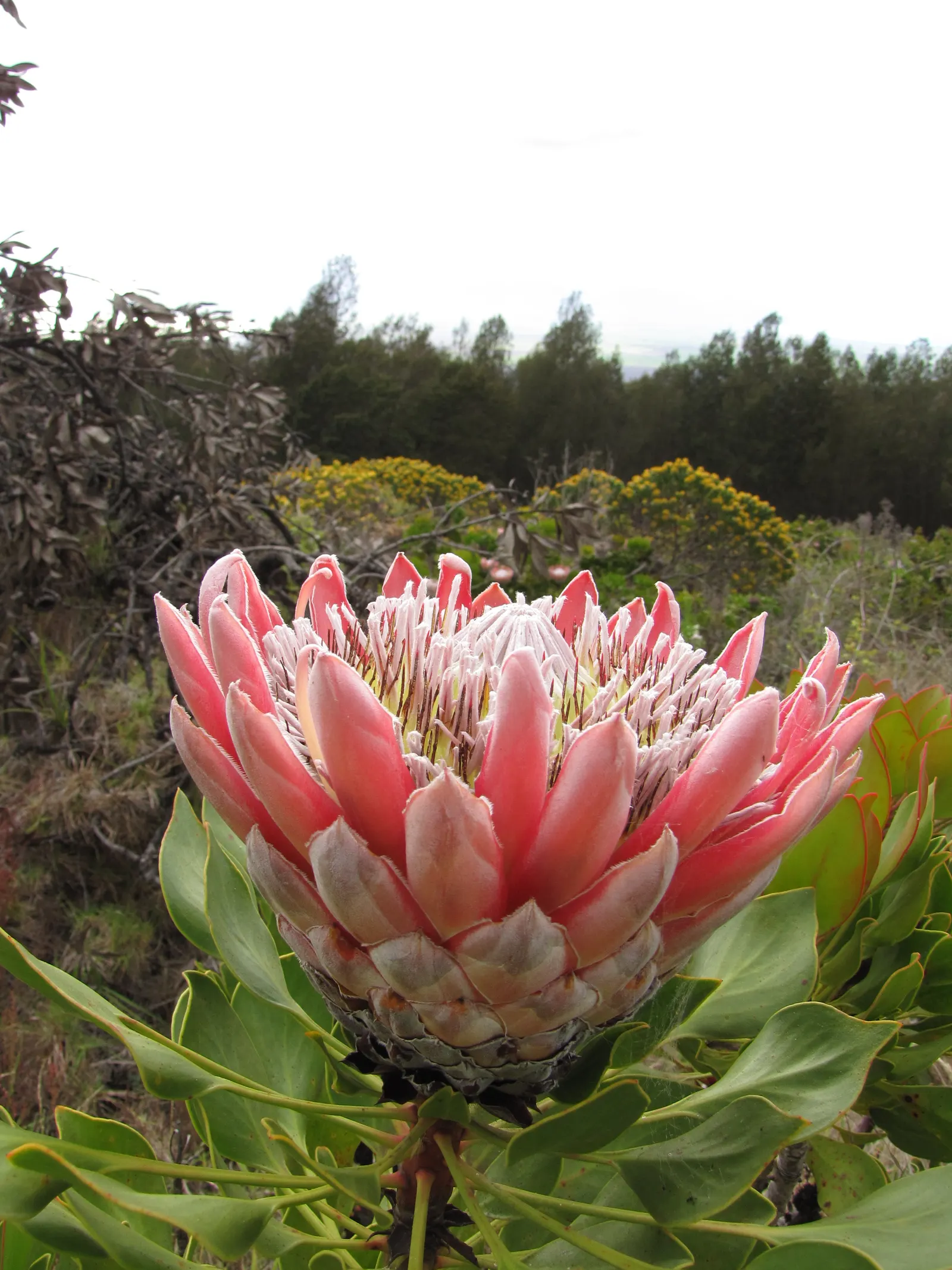 King Or Giant Protea (Protea Cynaroides) — The plant typically attains a height of 3 to 4 feet with a similar spread; as a landscape architect, image 91