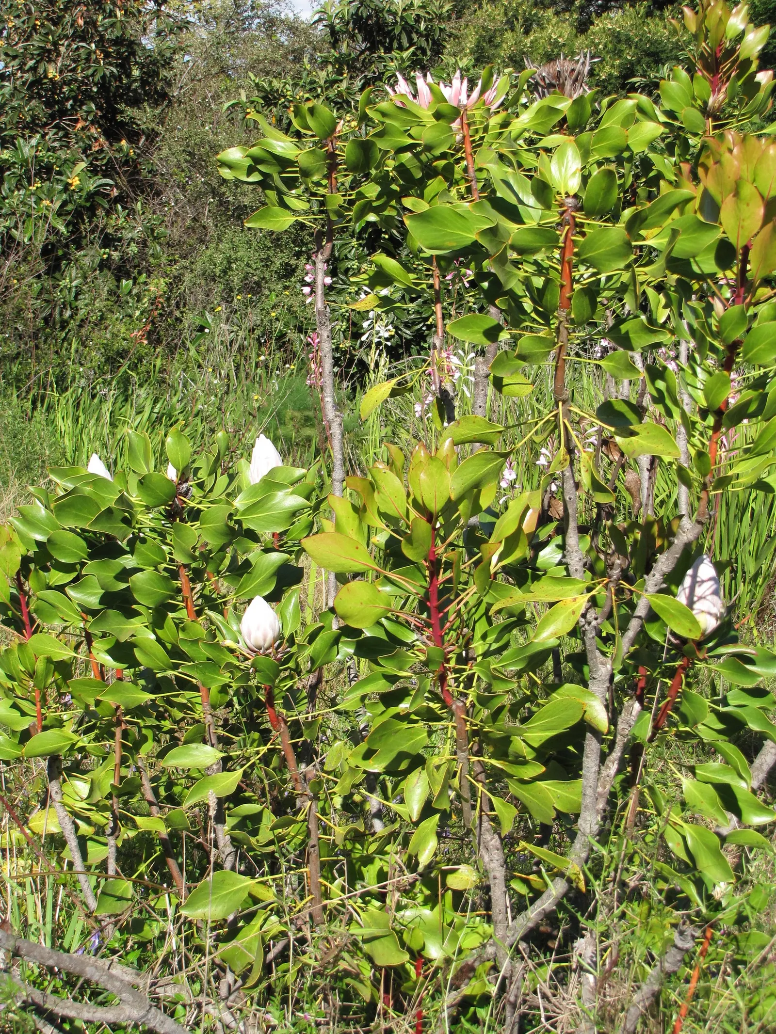 King Or Giant Protea (Protea Cynaroides) — giving the impression of a regal scepter.<br><br>Ideal for USDA hardiness zones 8 to 11, image 38