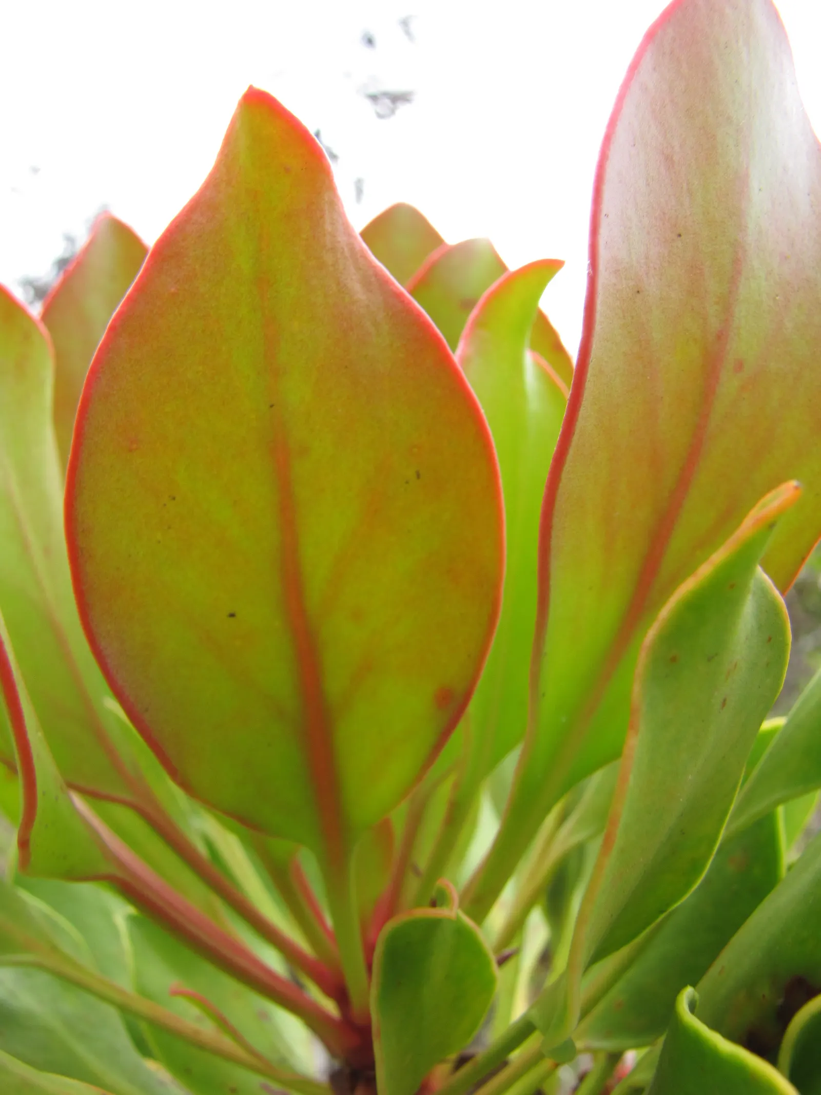 King Or Giant Protea (Protea Cynaroides) — shrub with yellow blooms; acidic soil with full sunlight exposure, image 99