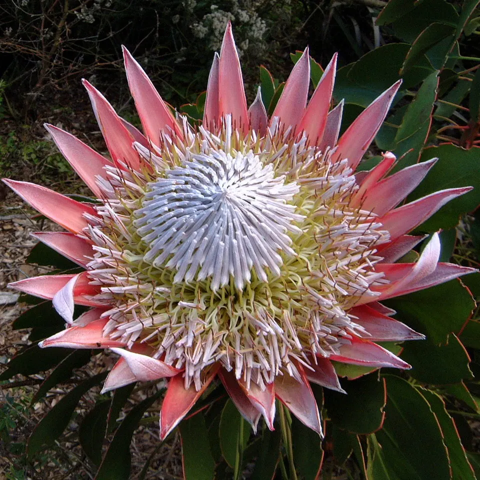 King Or Giant Protea (Protea Cynaroides) — Native to South Africa, this evergreen shrub typically reaches 3 to 4 feet in height and spread