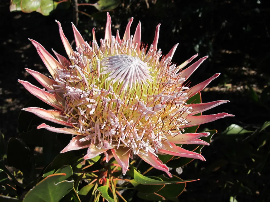 King Or Giant Protea (Protea Cynaroides) — leathery leaves that measure approximately 4 to 6 inches in length which are silvery-green; yellow flowers in the