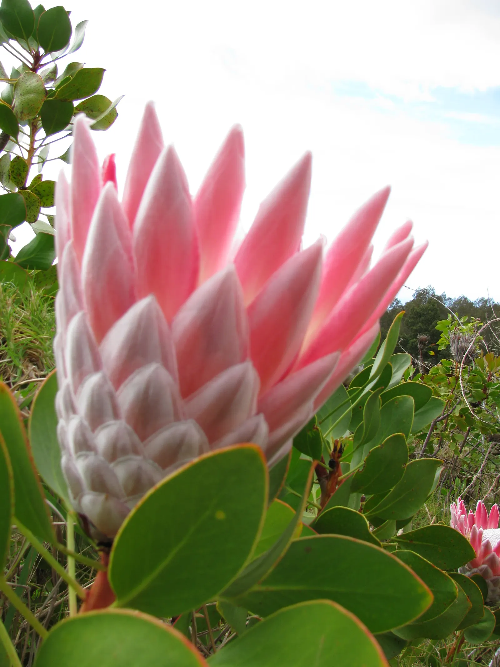 King Or Giant Protea (Protea Cynaroides) — boasts the largest flower head in its genus with diameters up to 12 inches; often reaching up to 12, image 77