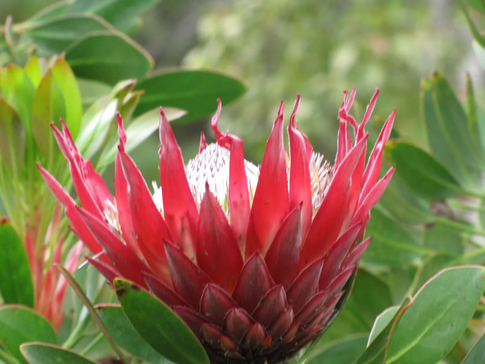 King Or Giant Protea (Protea Cynaroides) — display a crown of pink or crimson bracts that surround a fuzzy; ideal for a focal point in xeriscapes, image 112