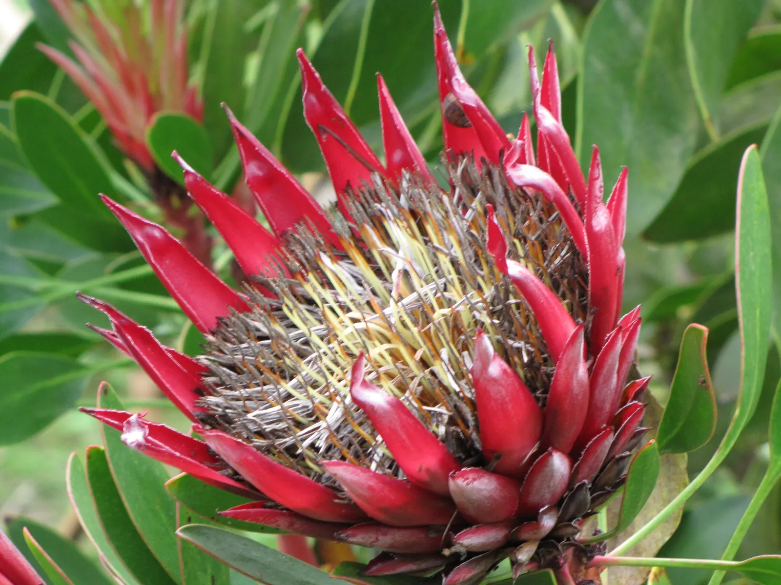 King Or Giant Protea (Protea Cynaroides) — Its striking blooms, reminiscent of artichokes, exhibit pale pink to deep crimson hues